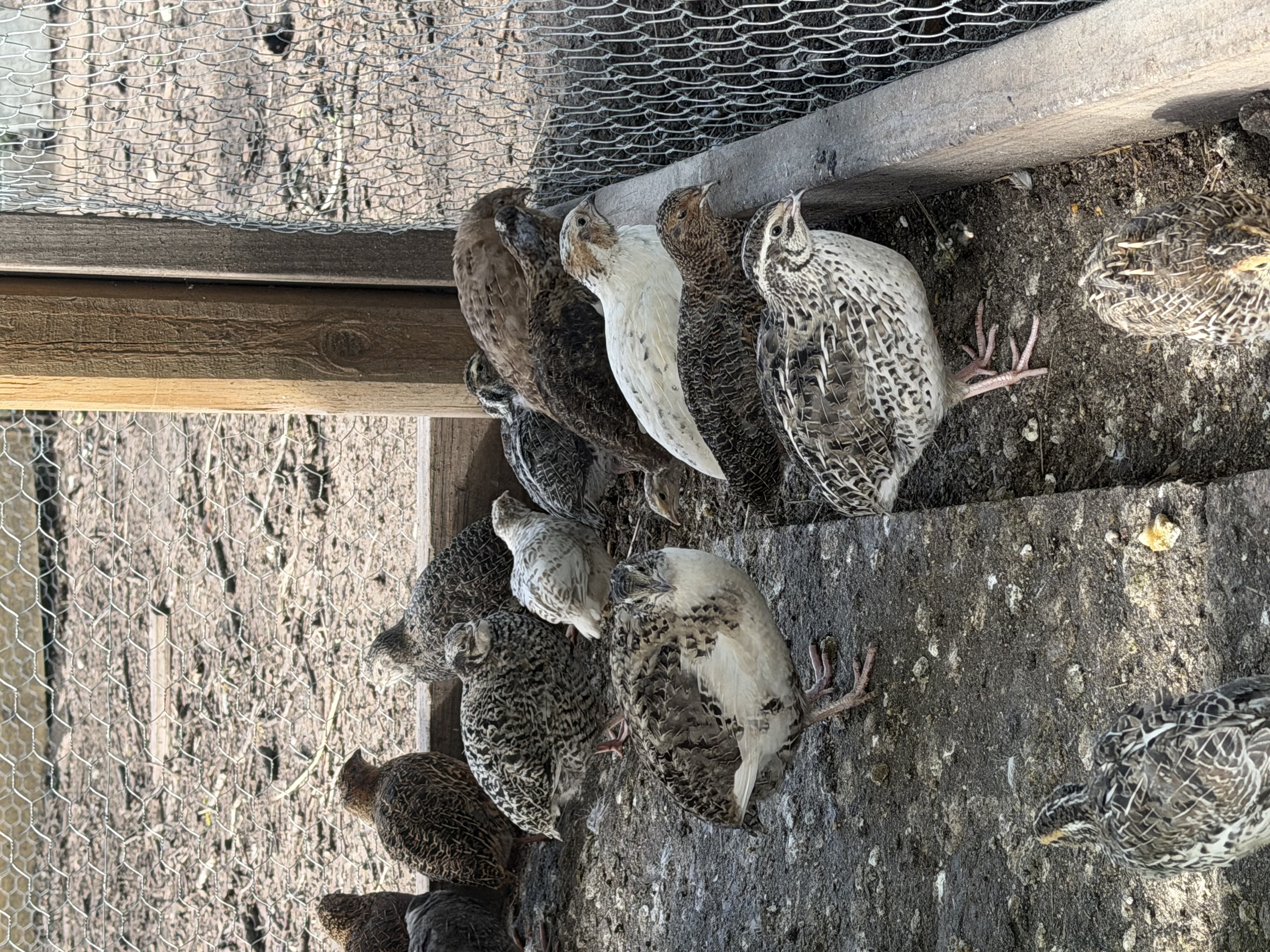 Quail…2month-5month
