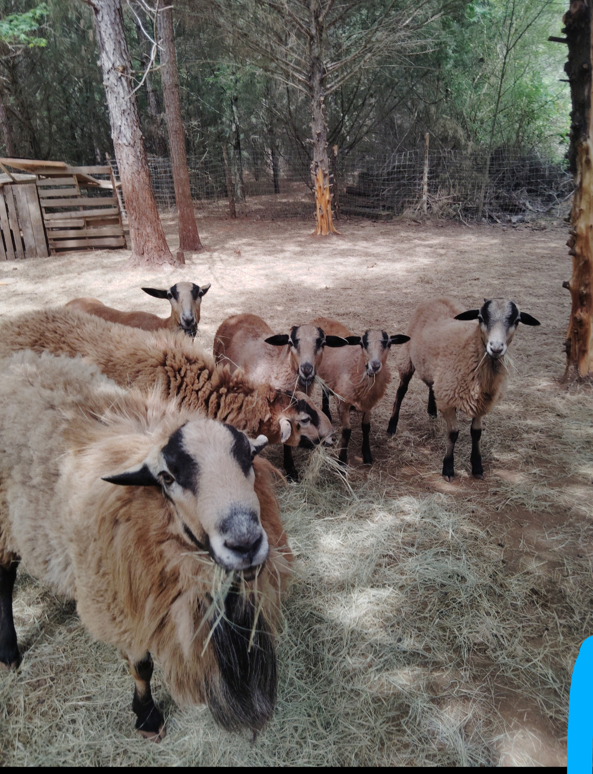 Sheeps 3 to 5 months