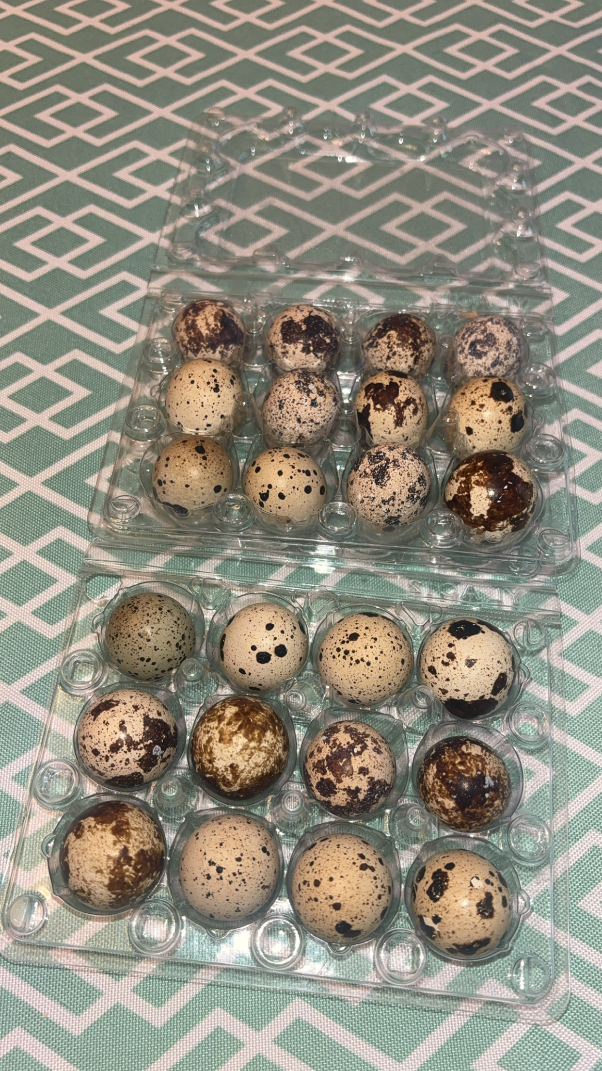 Corturnix Jumbo Quail hatching eggs (NPIP)
