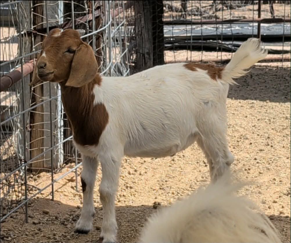 Boer Goat Buckling (Born March 2026)