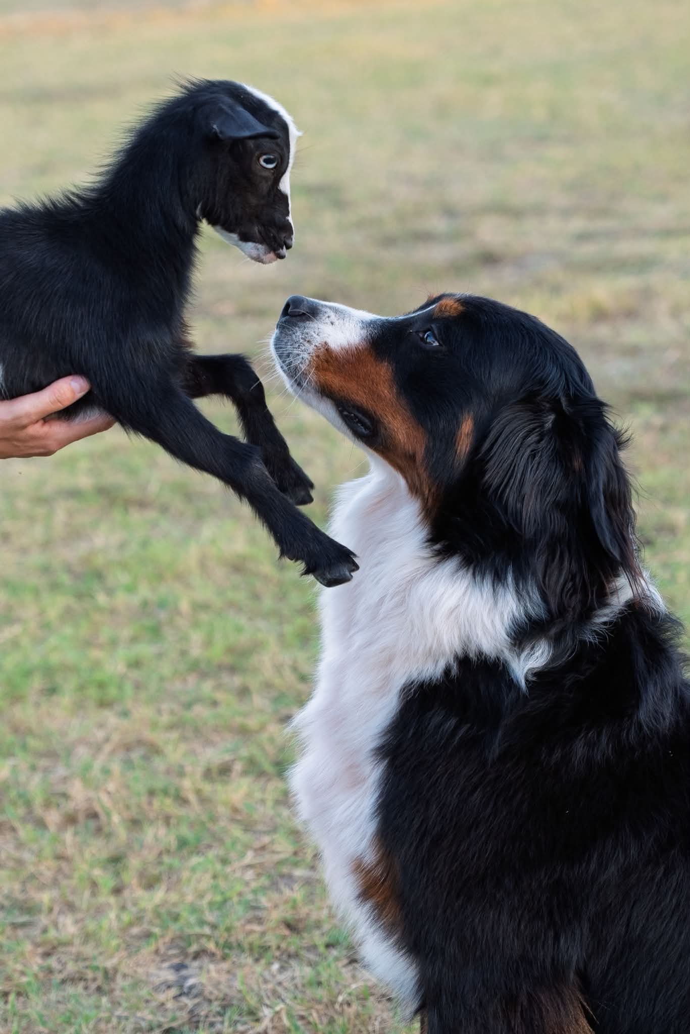 Puppies!