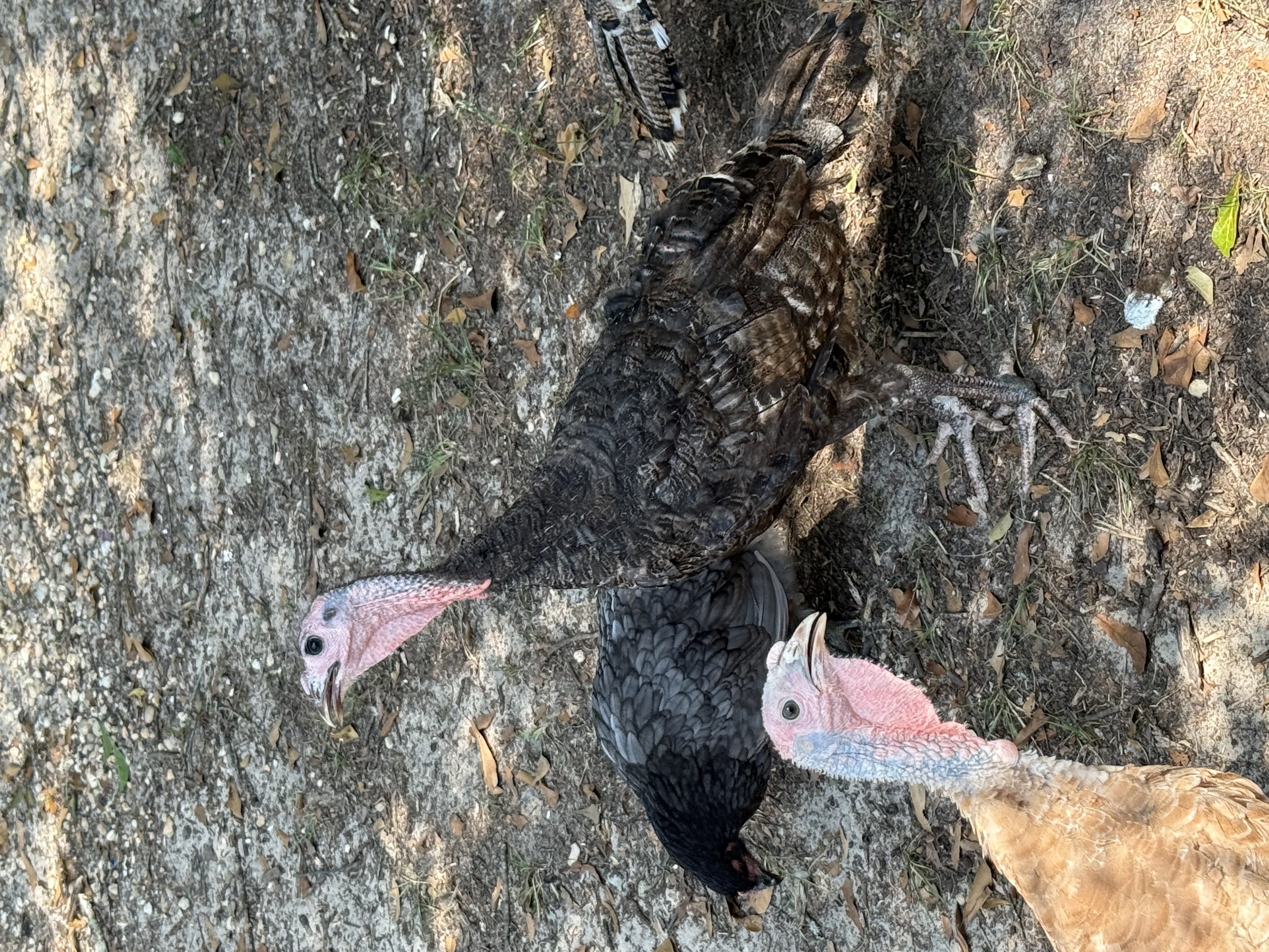 Turkey 6 months old