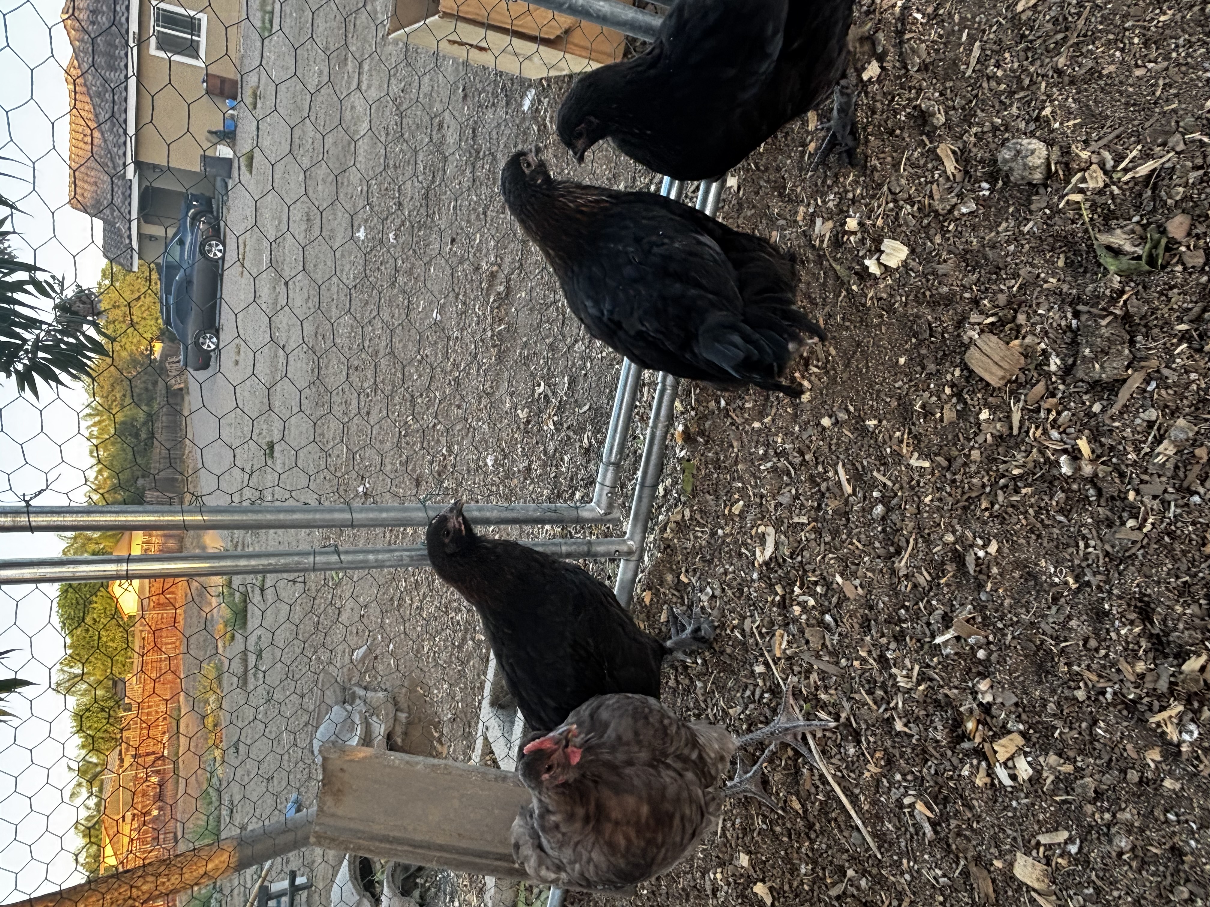 Mauve Orpington rooster