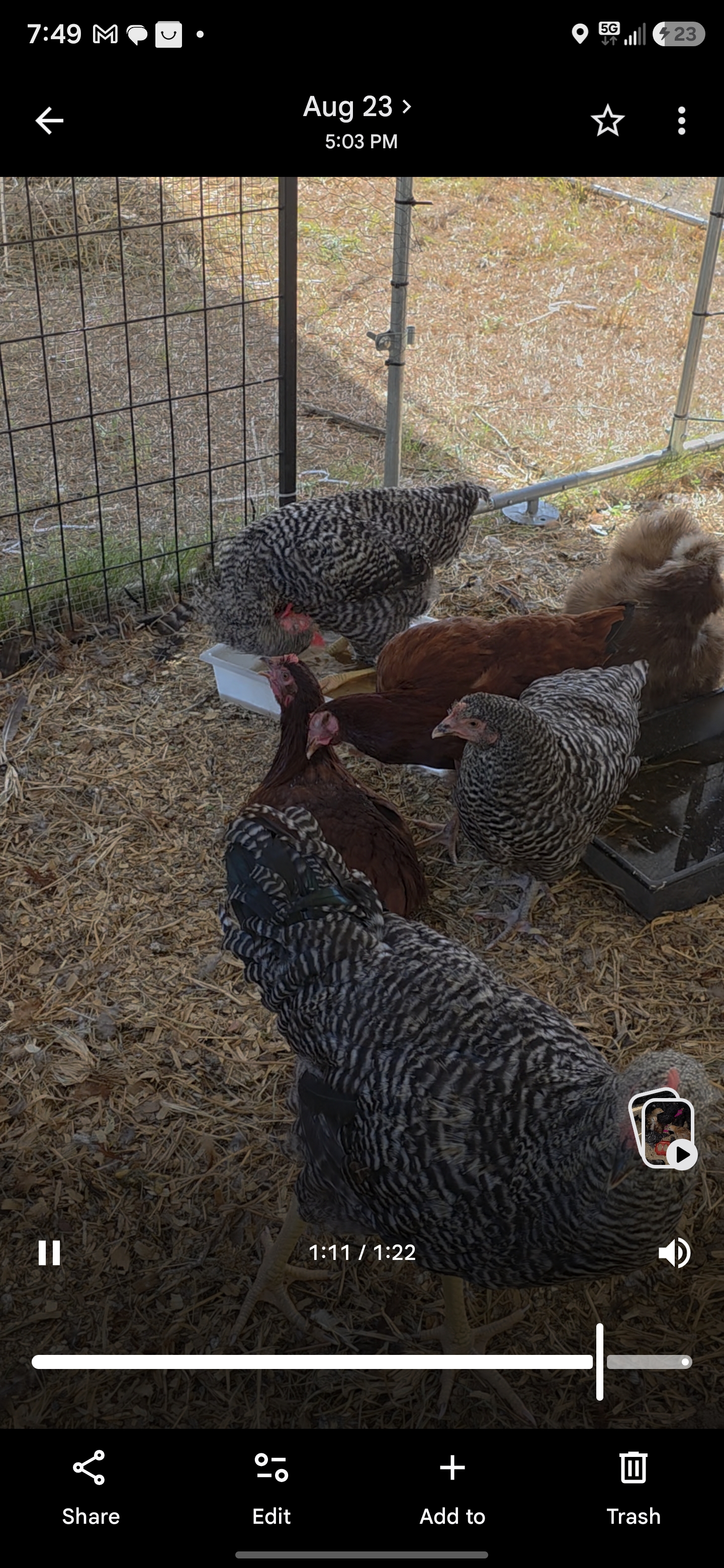 20 week old Barred rock hens