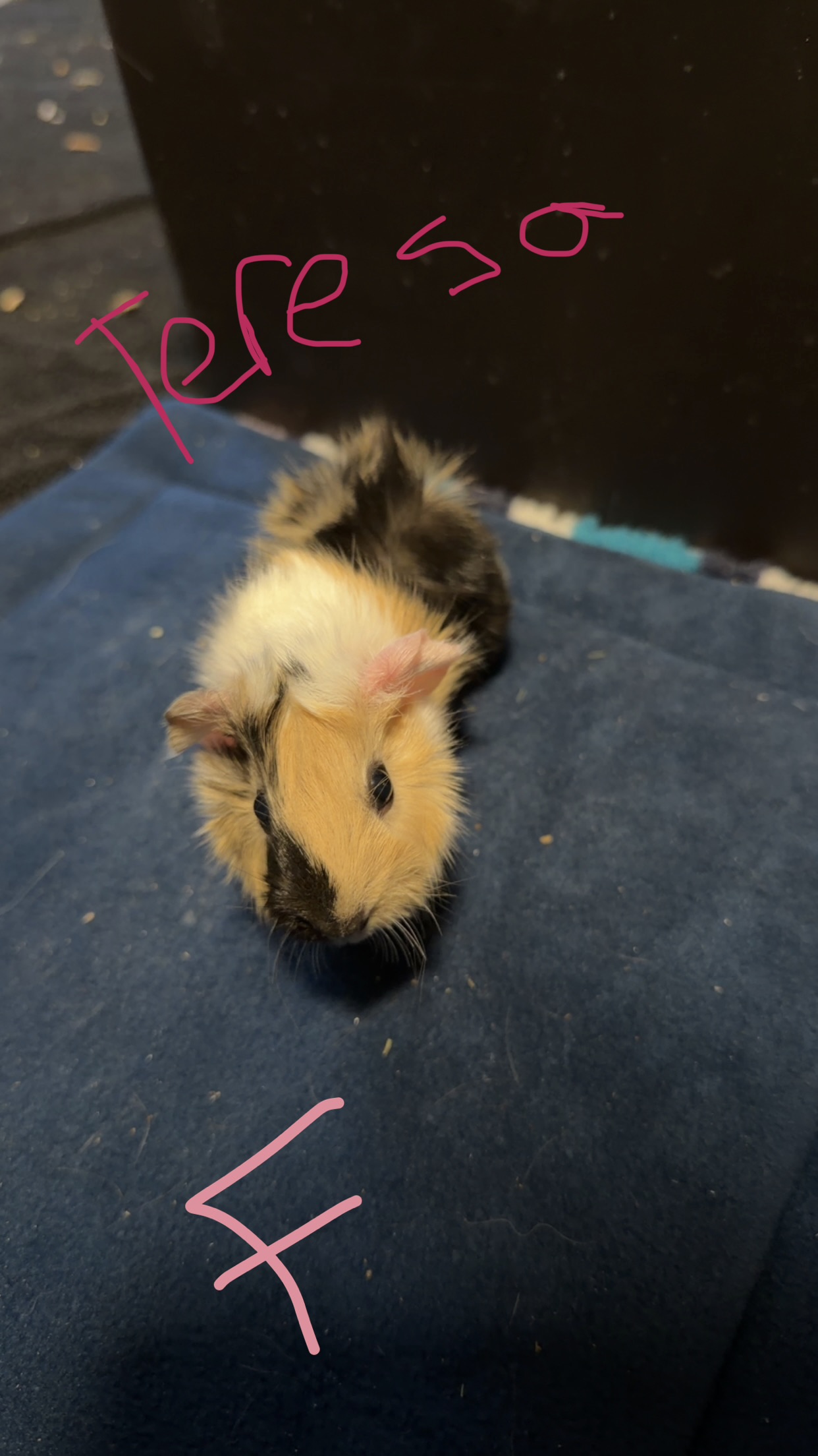 Guinea pigs-5 months old