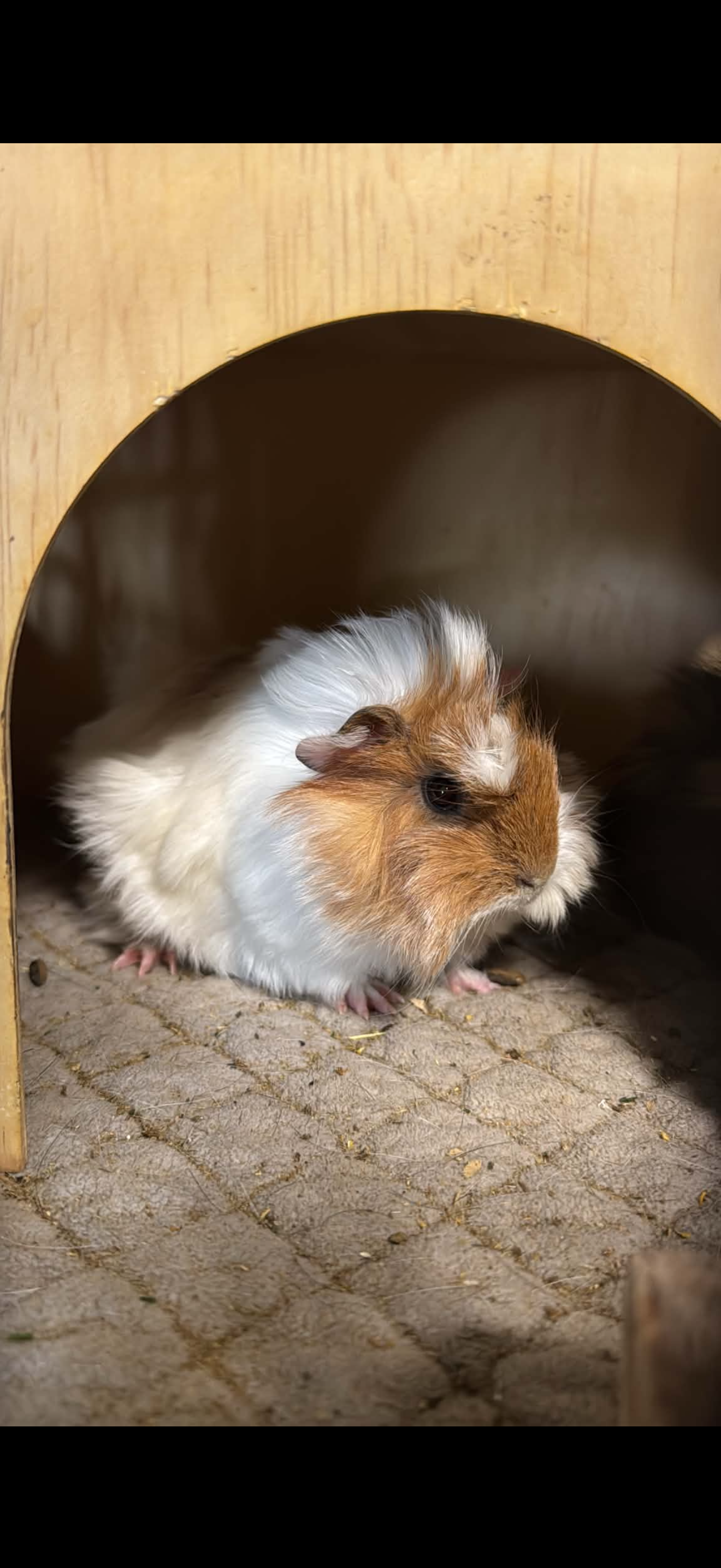 Guinea pigs 10 months old