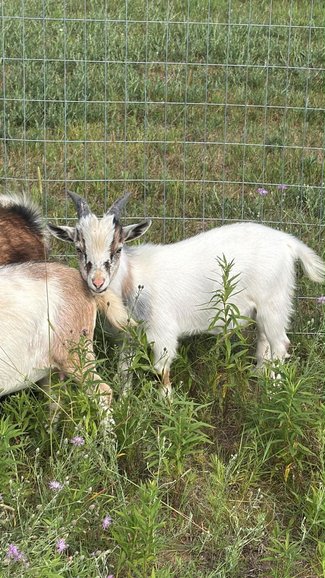 Male goat 7 months old