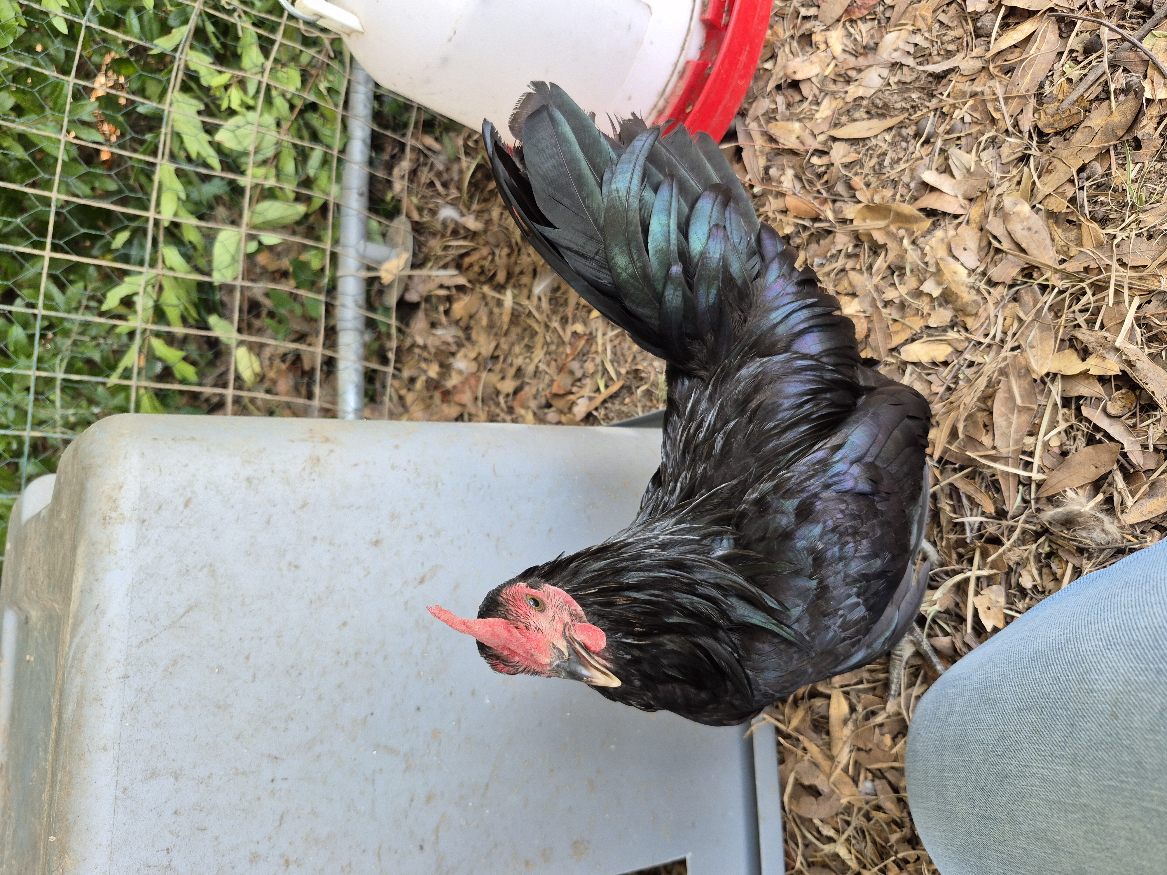 Black Sarama Rooster