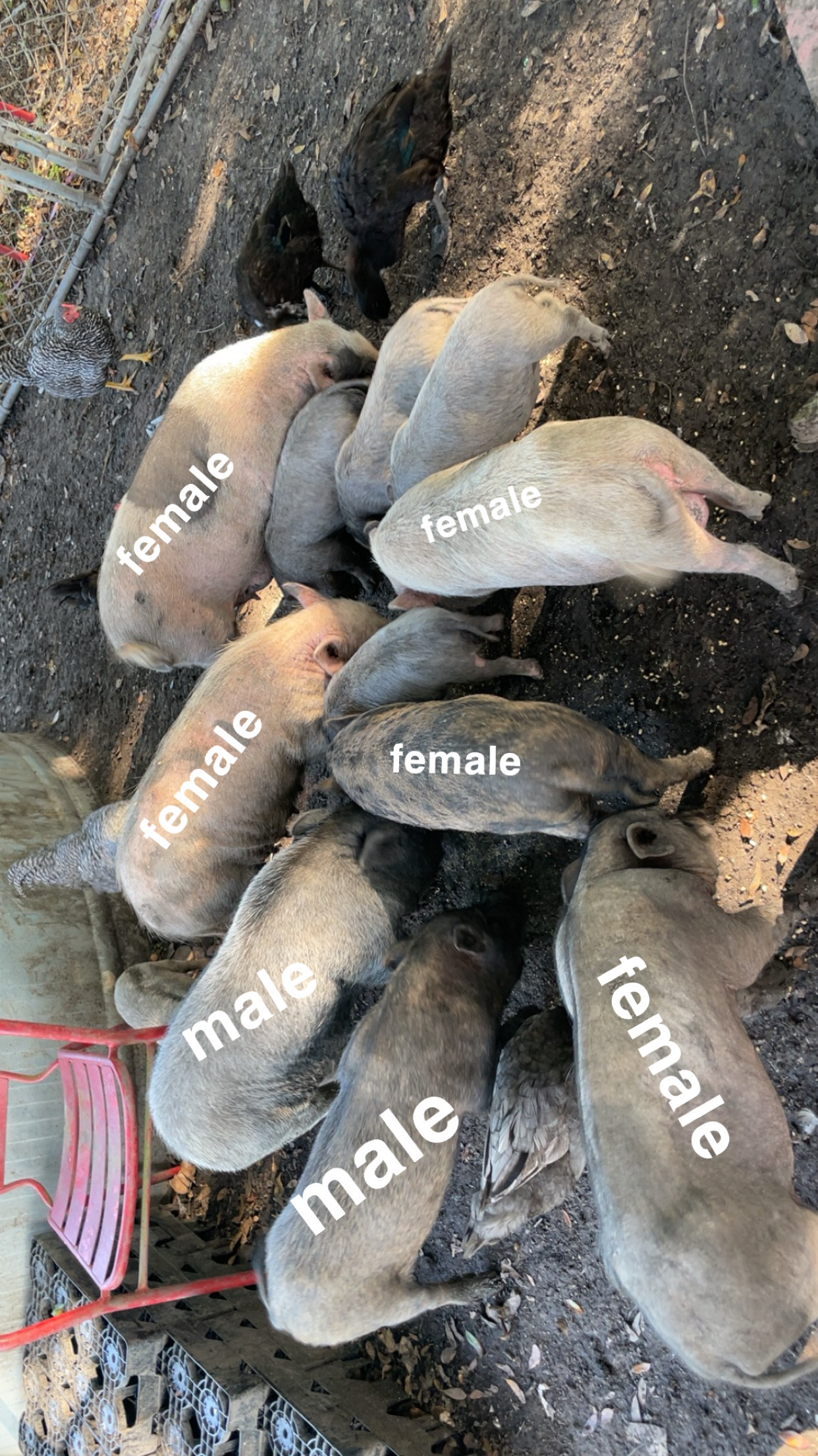pigs