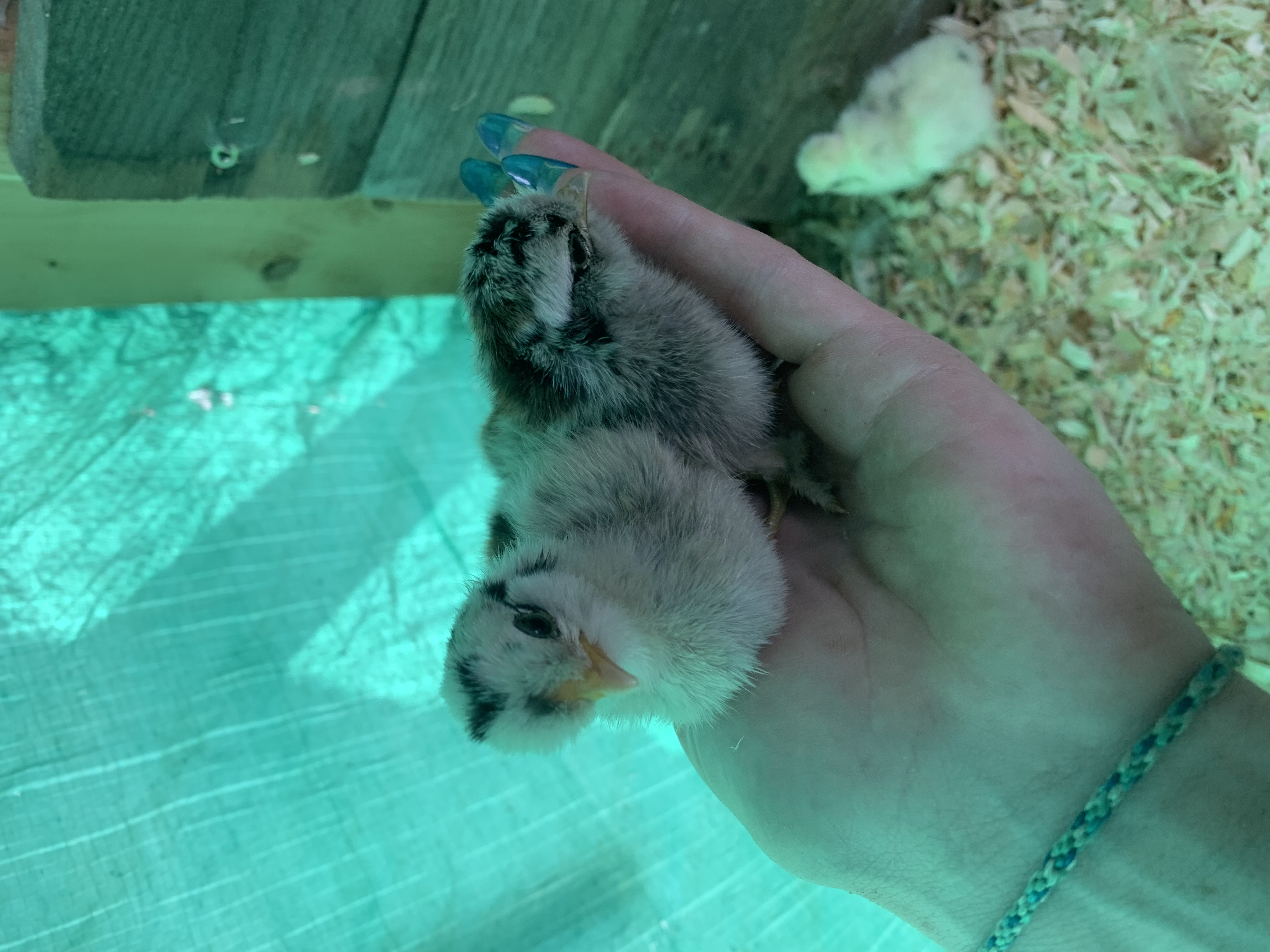 Silkies - week old