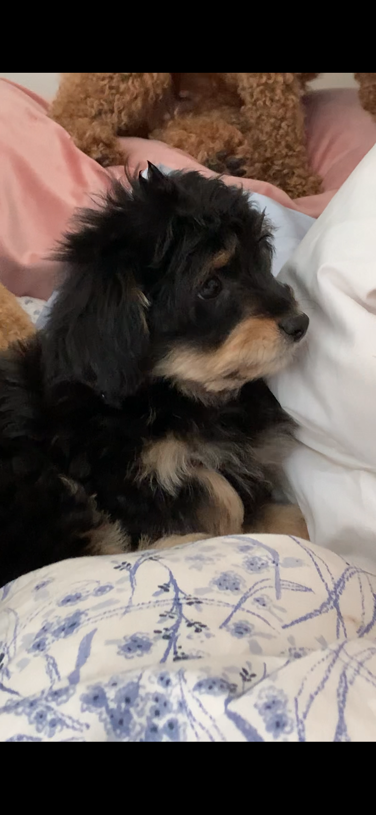 13 w/o Papipoo puppy