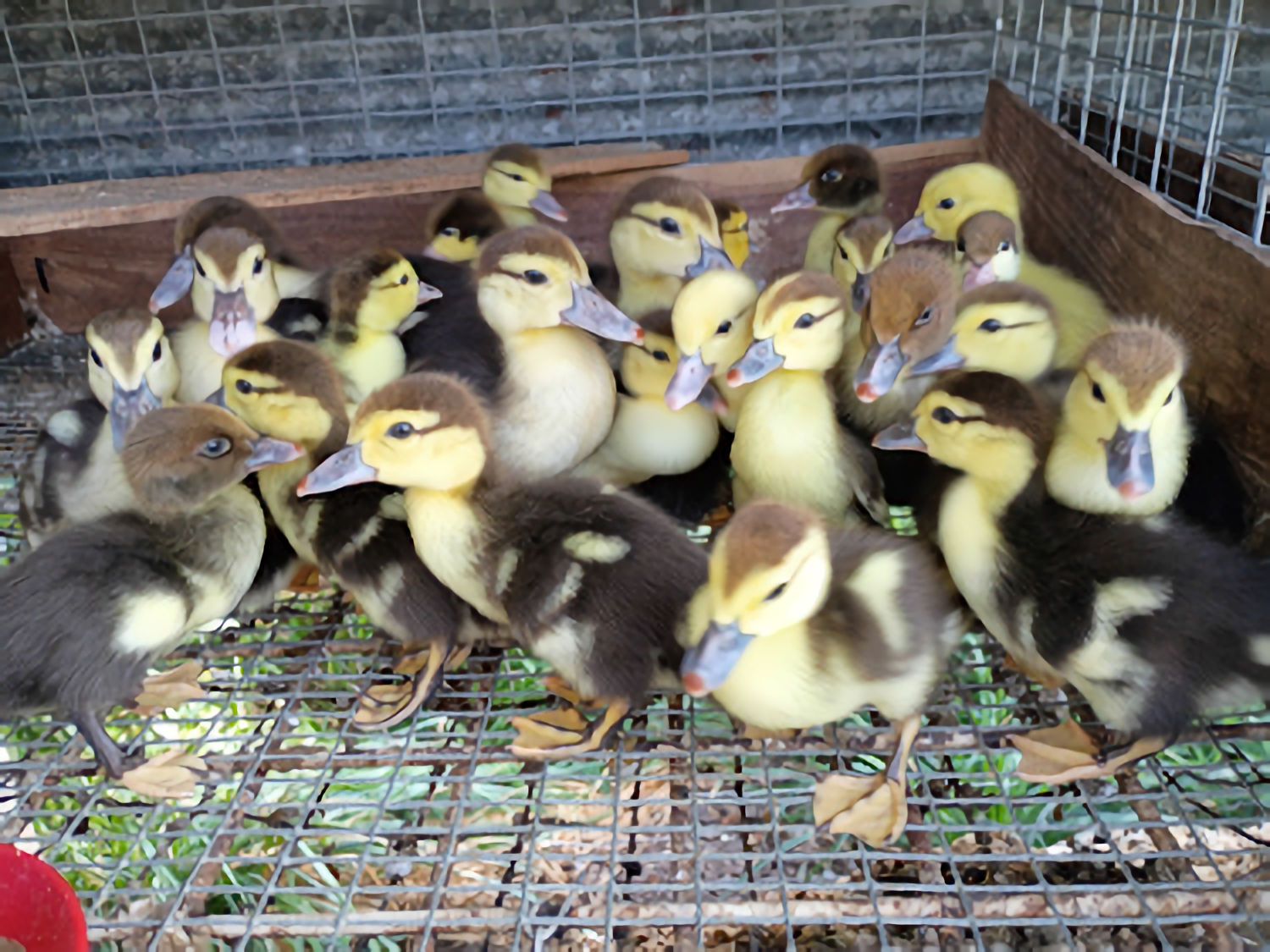 Muscovy Ducklings