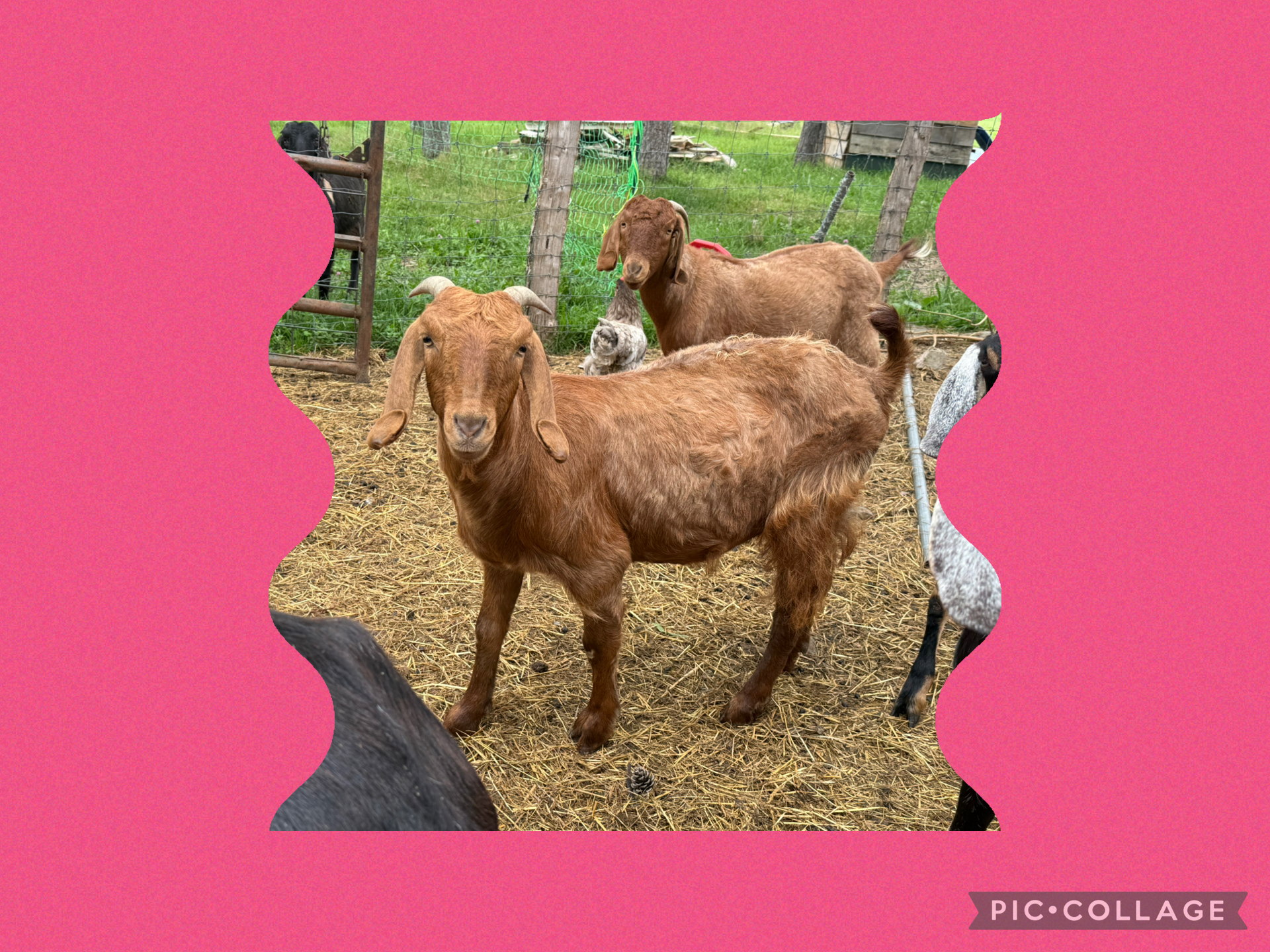 Goat 3 years old