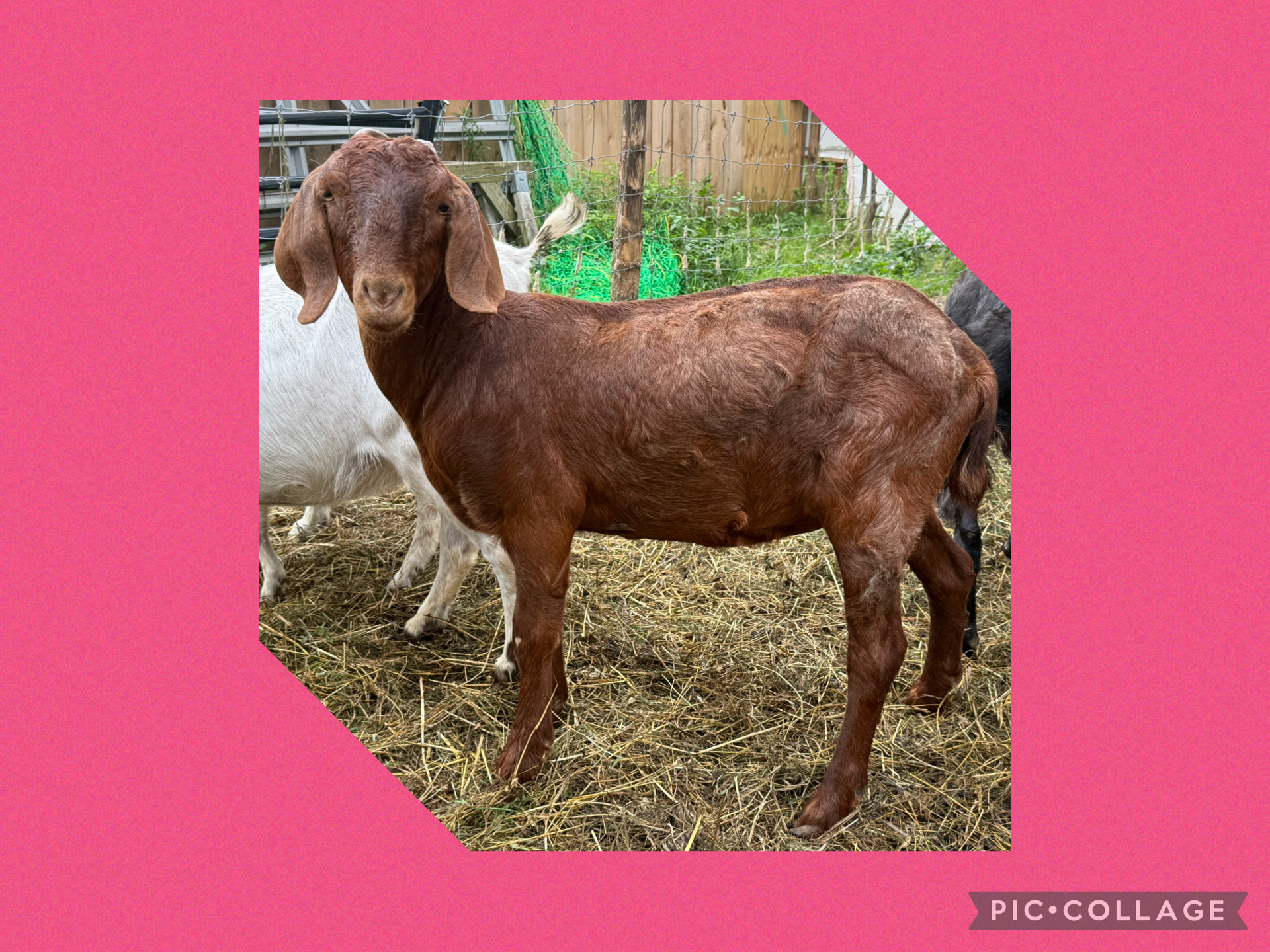 Goat 3 years old