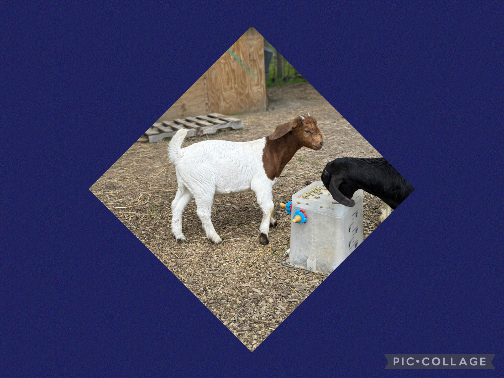 Goat 5 months old