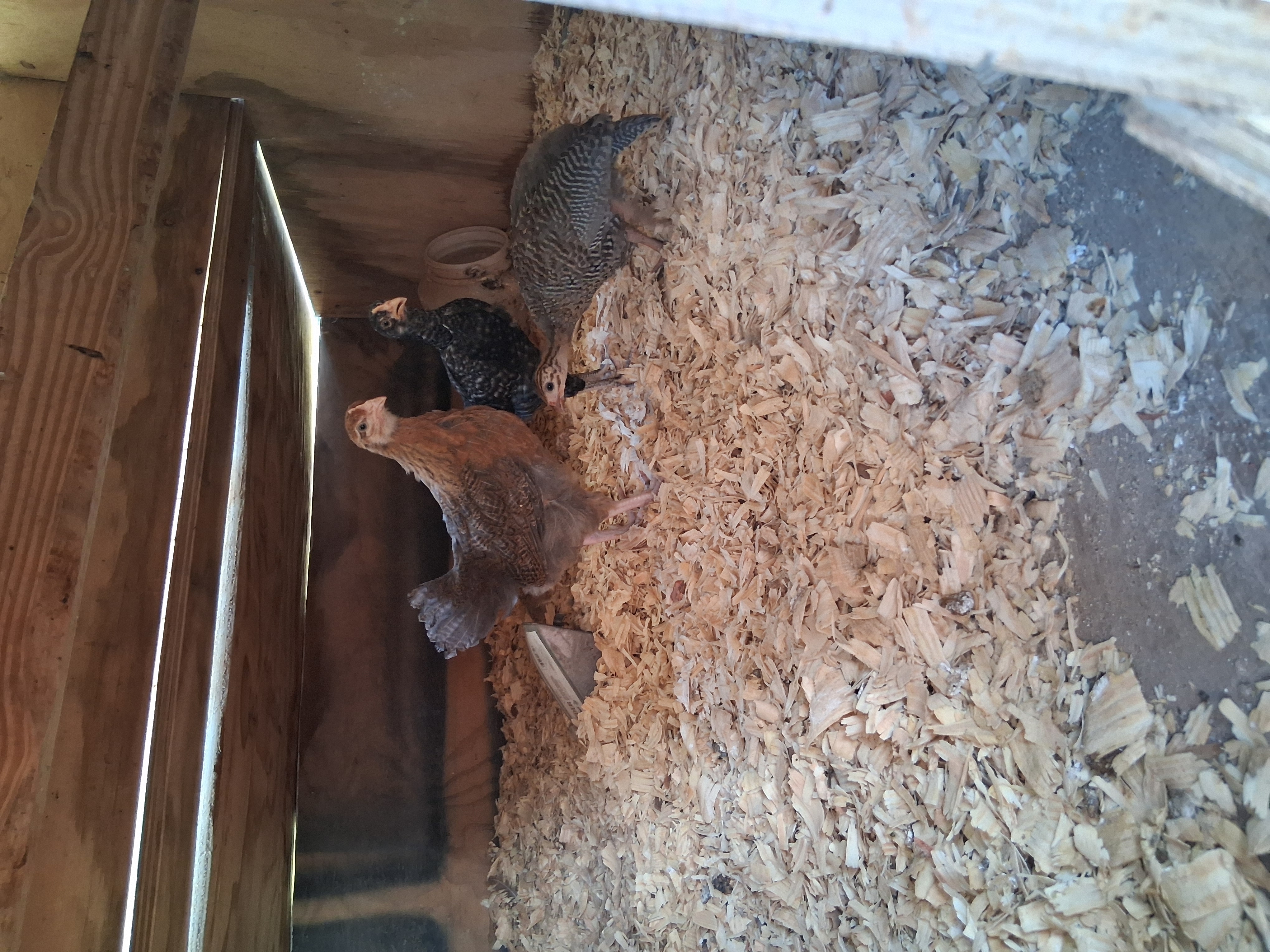 Guinea keets 1-2 months old
