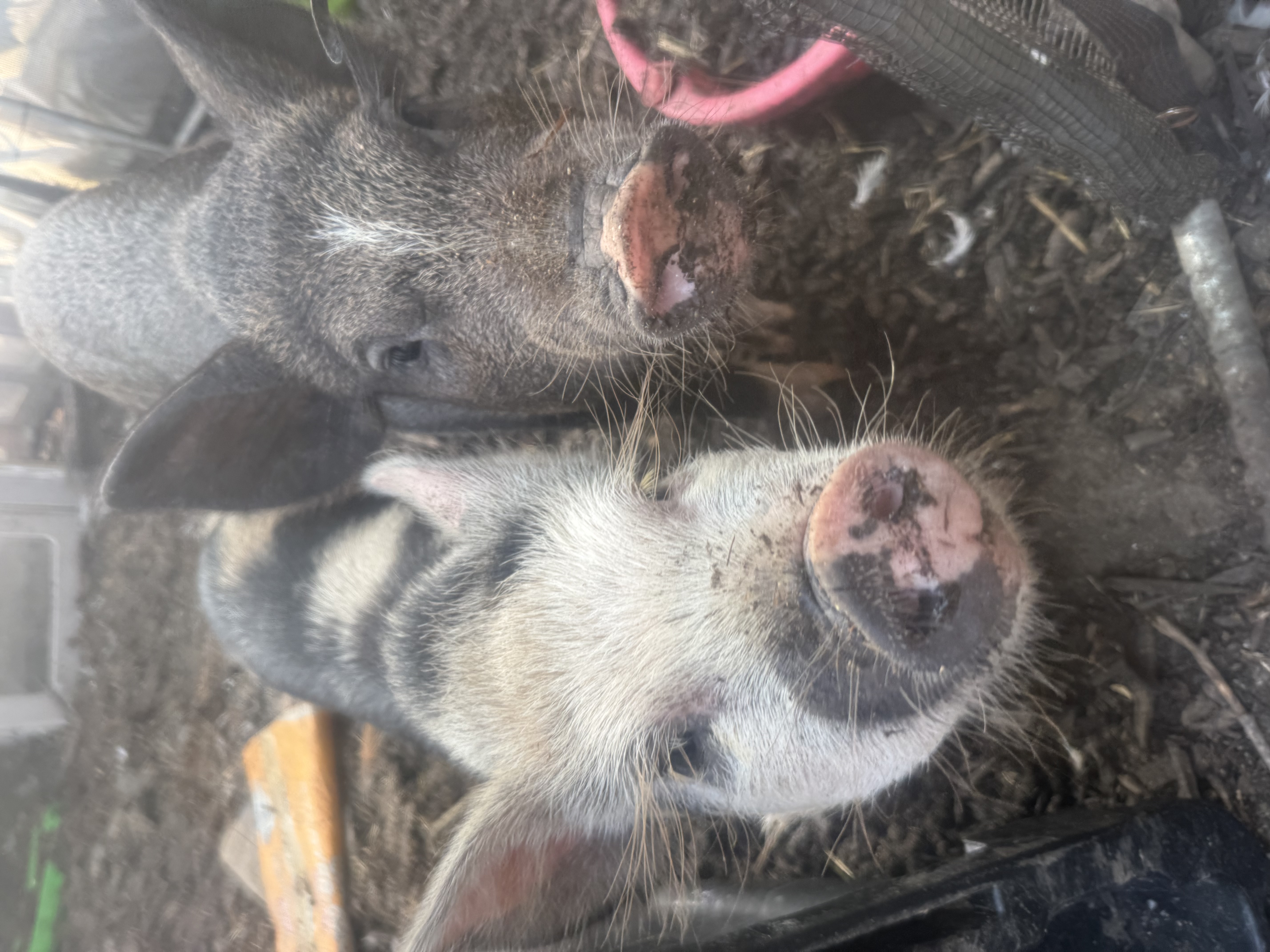 Juliana and Potbelly bonded Female pig pair