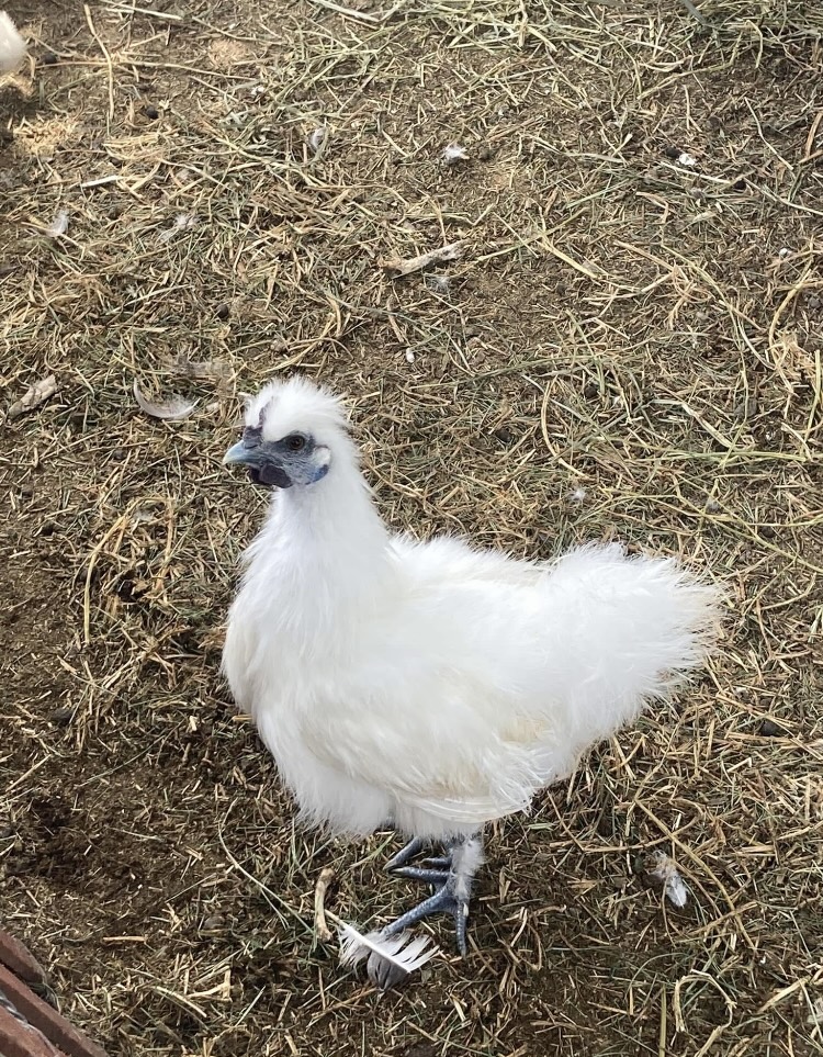 Silkie rooster