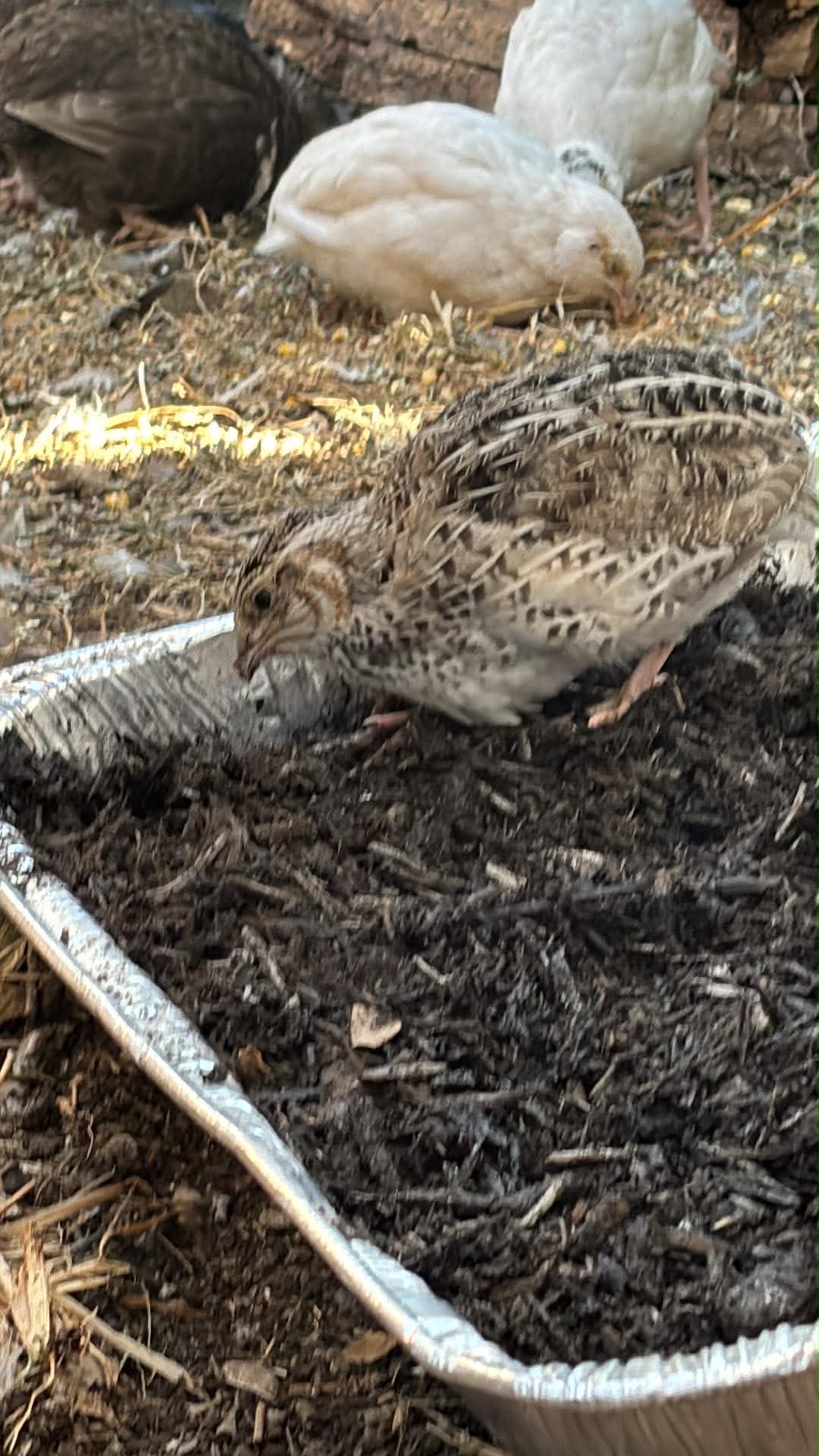 Quail