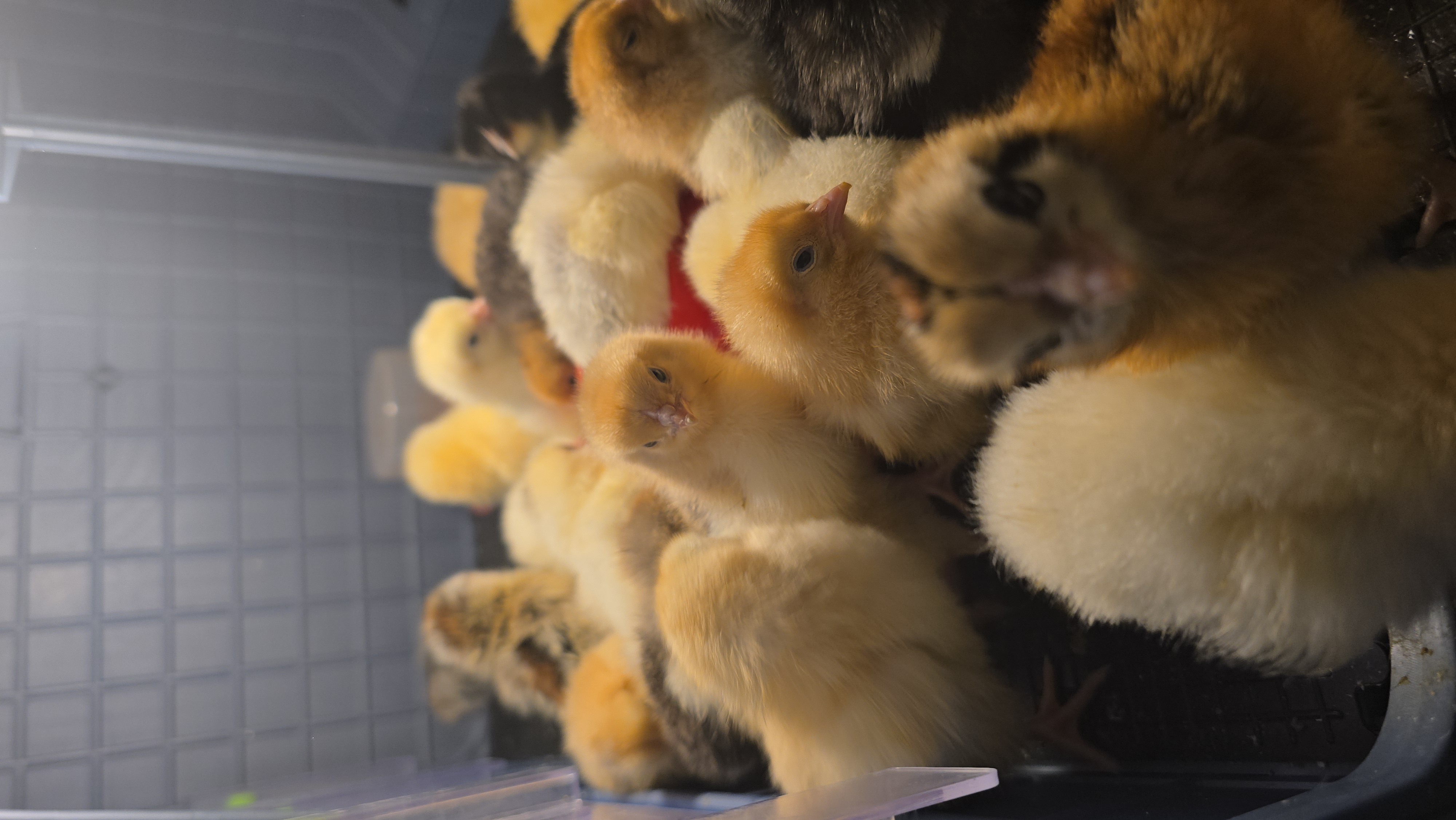 chicks