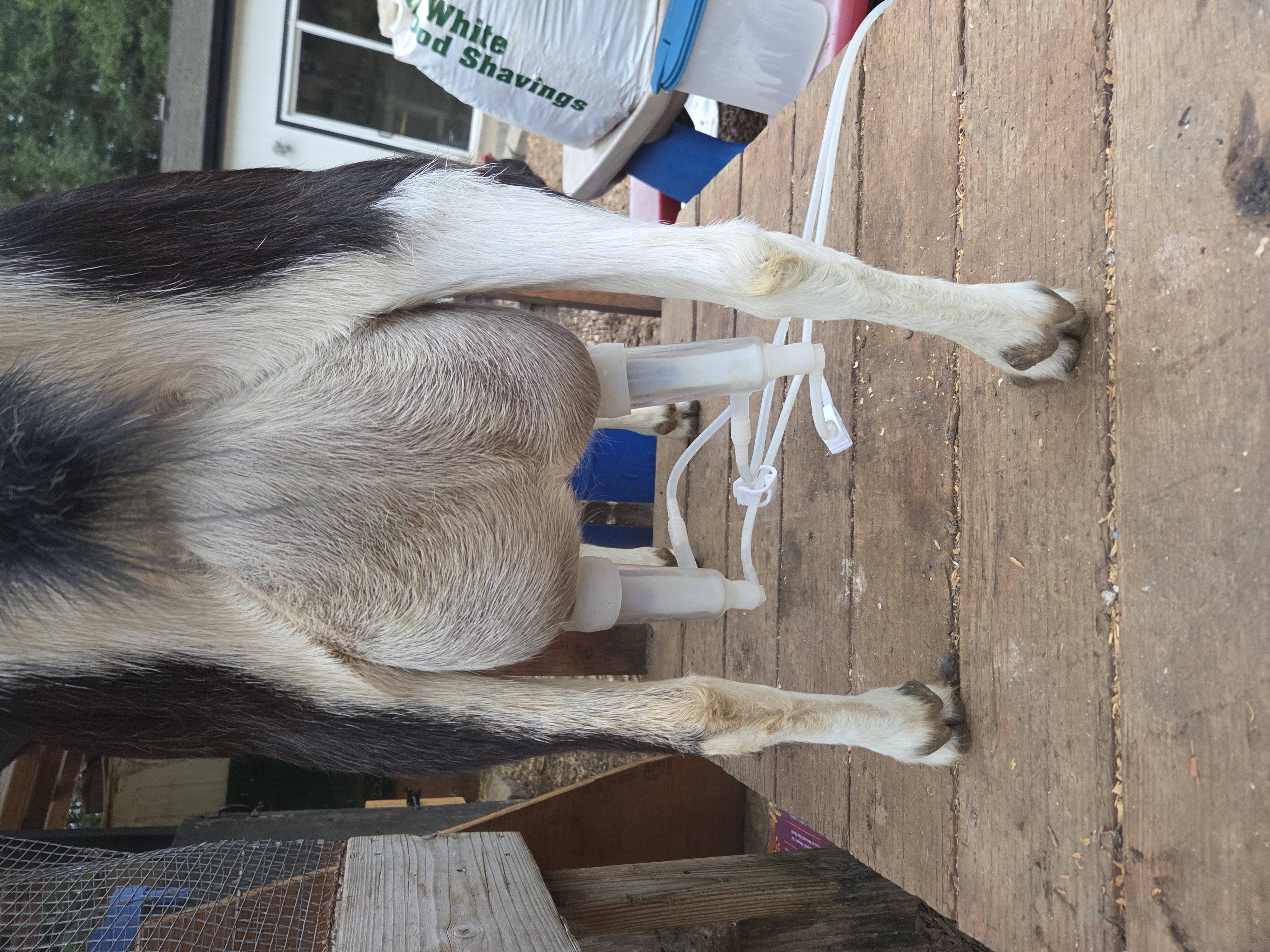 Lamancha
