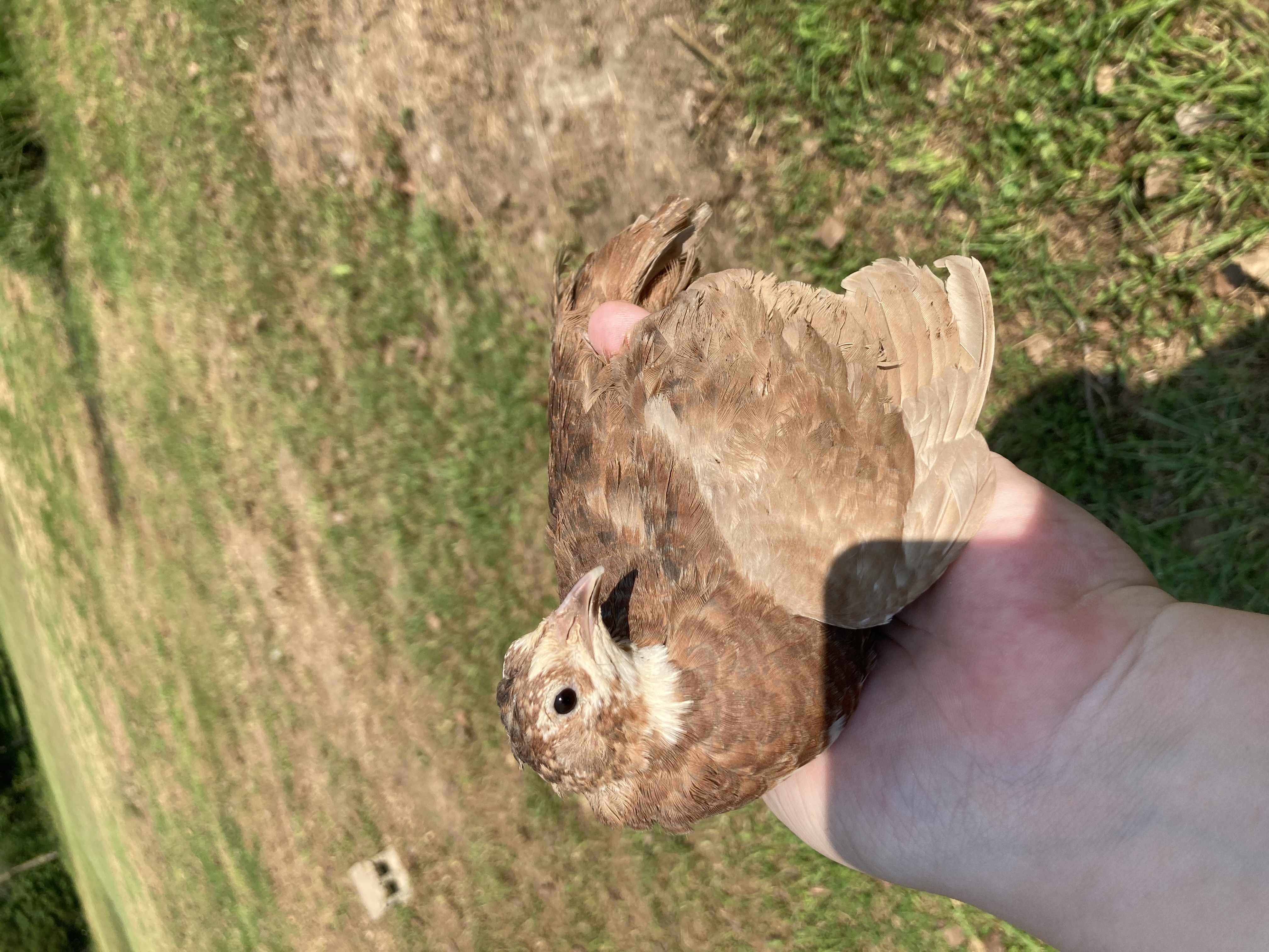 Celadon quail