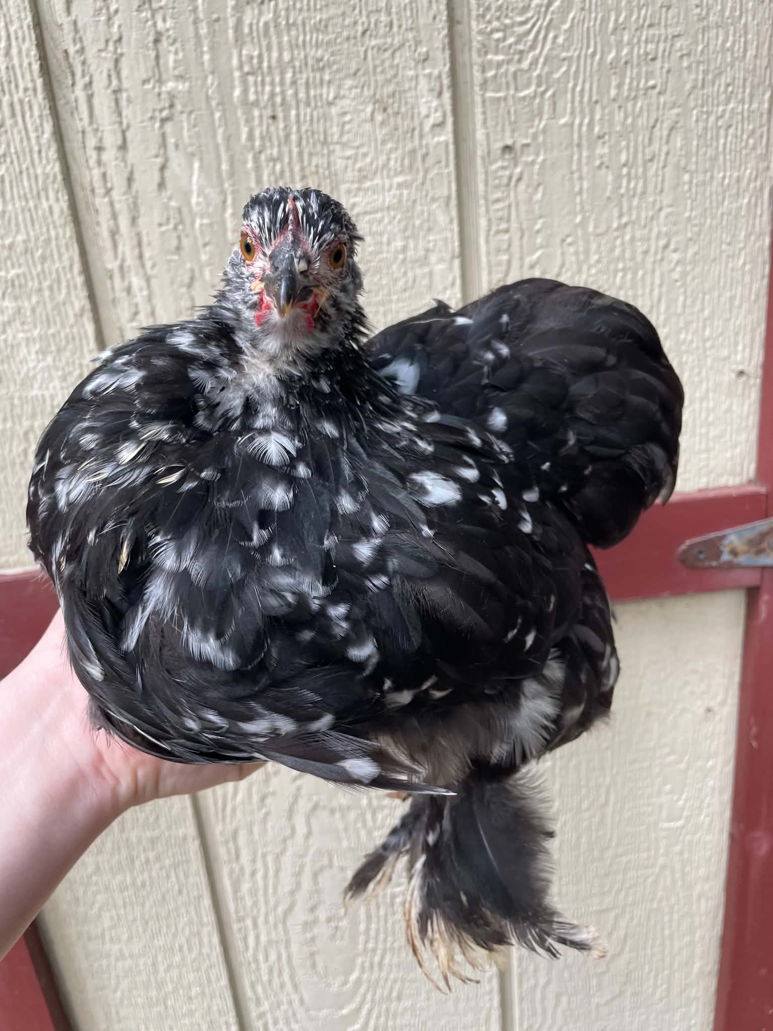 Cochin bantams