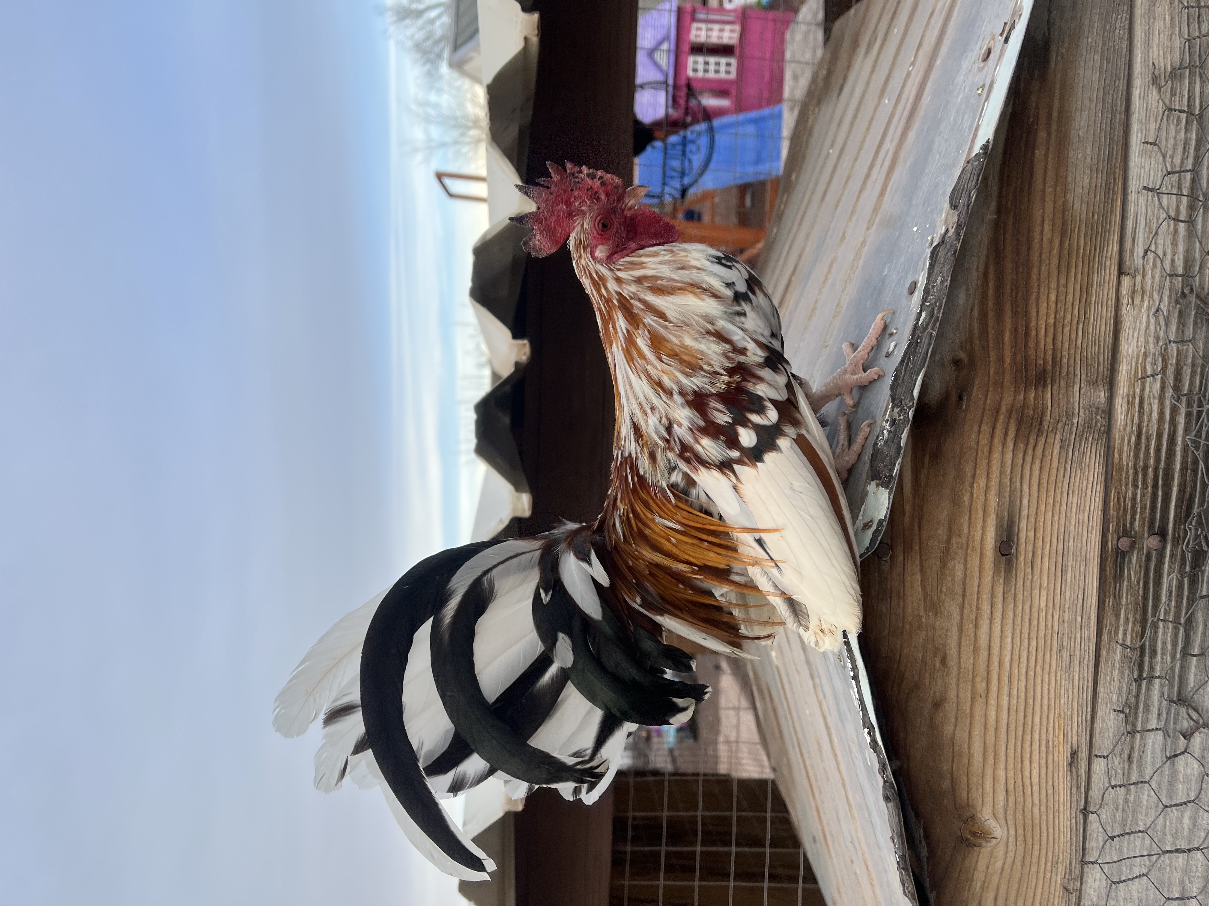 Azteca chickens