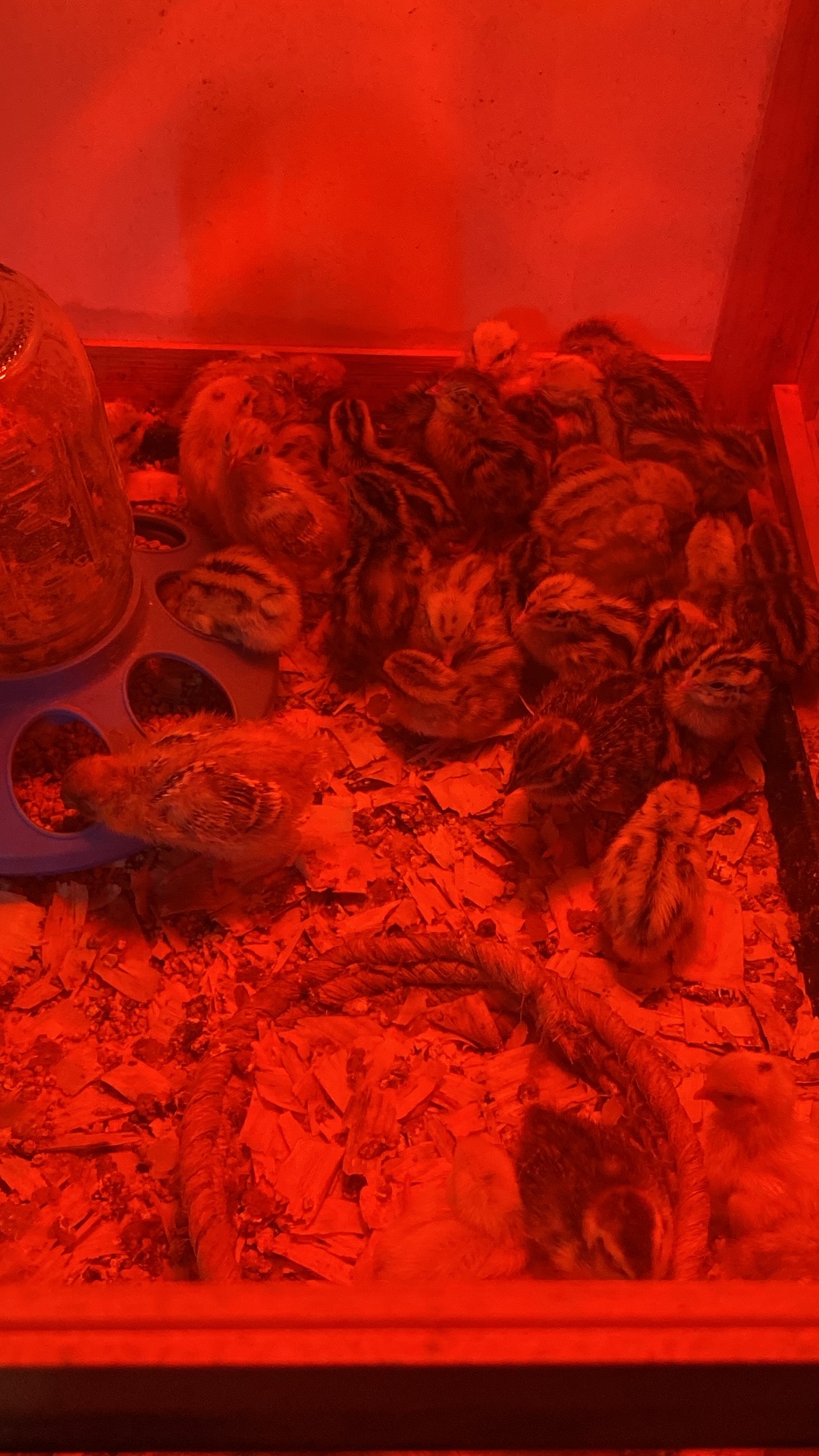 Jumbo coturnix Quail