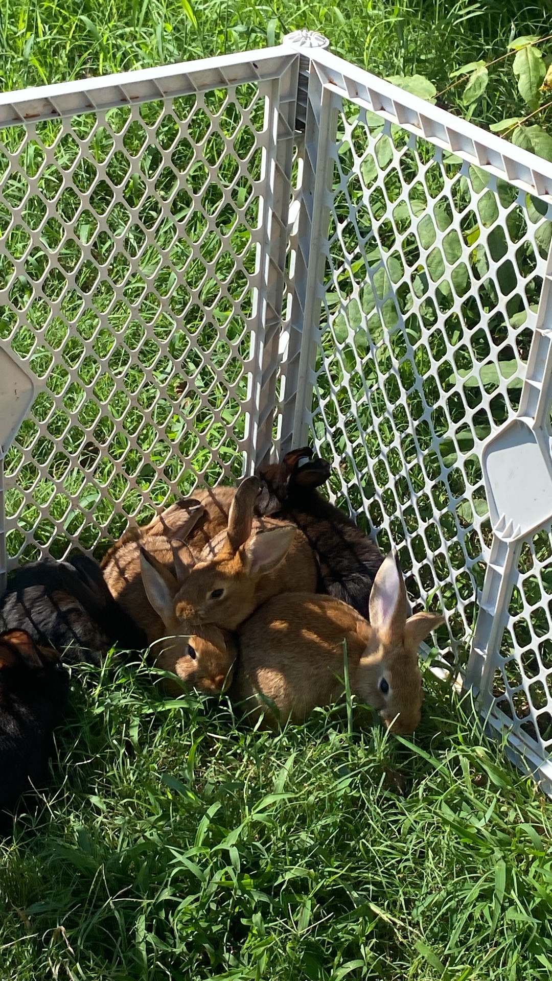 Baby bunnies