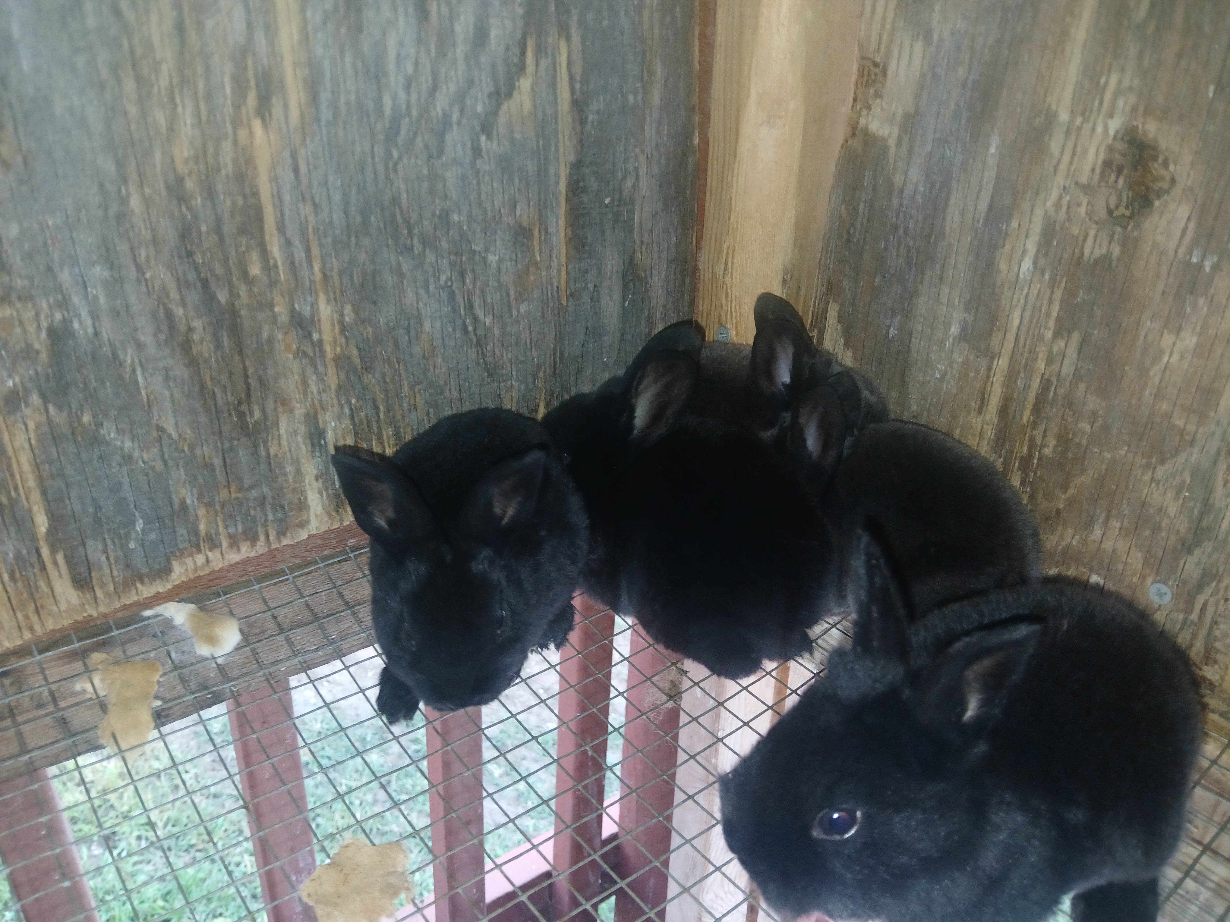 Cheap BUNNIES