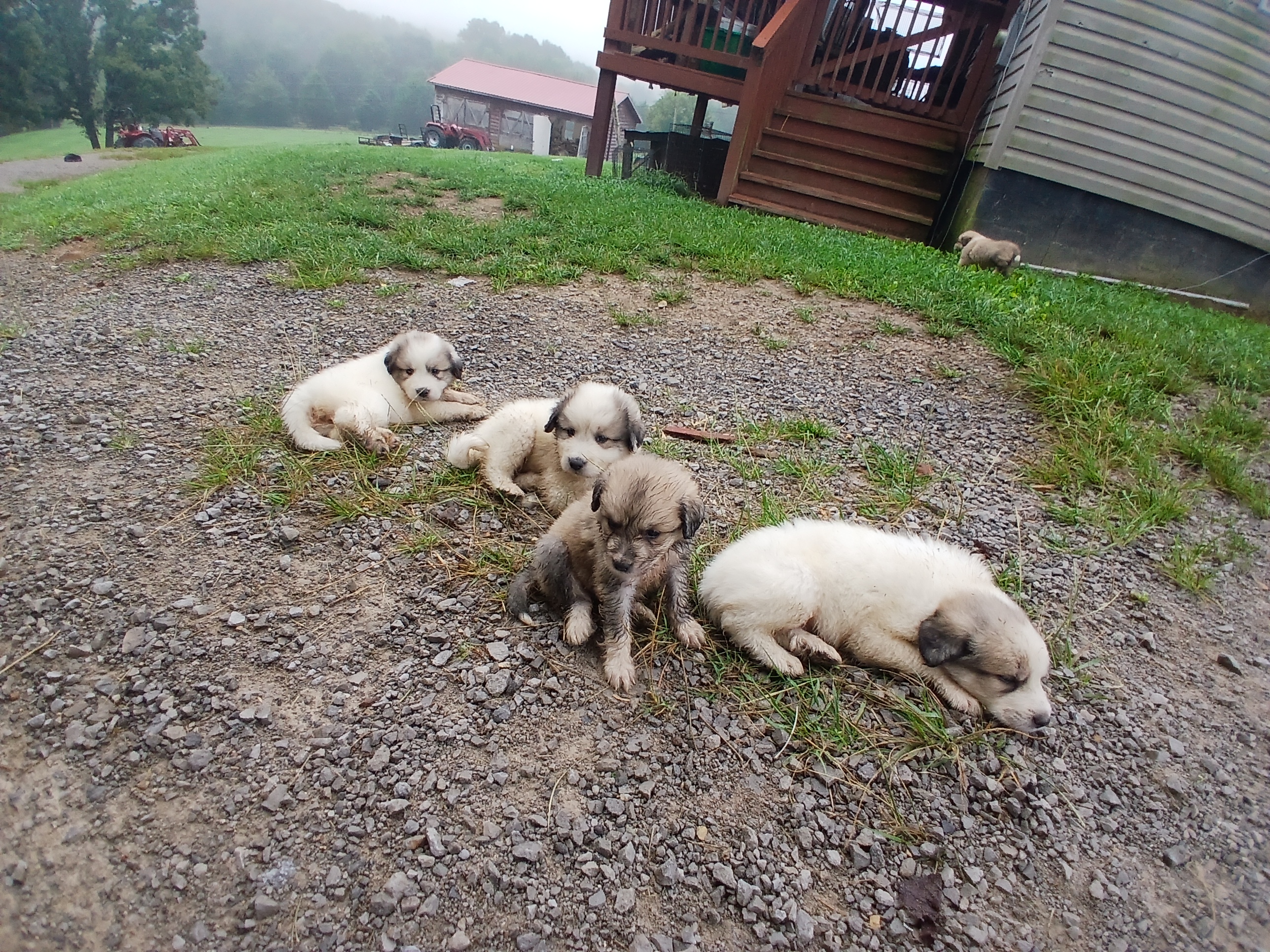 Great Pyrenees pups