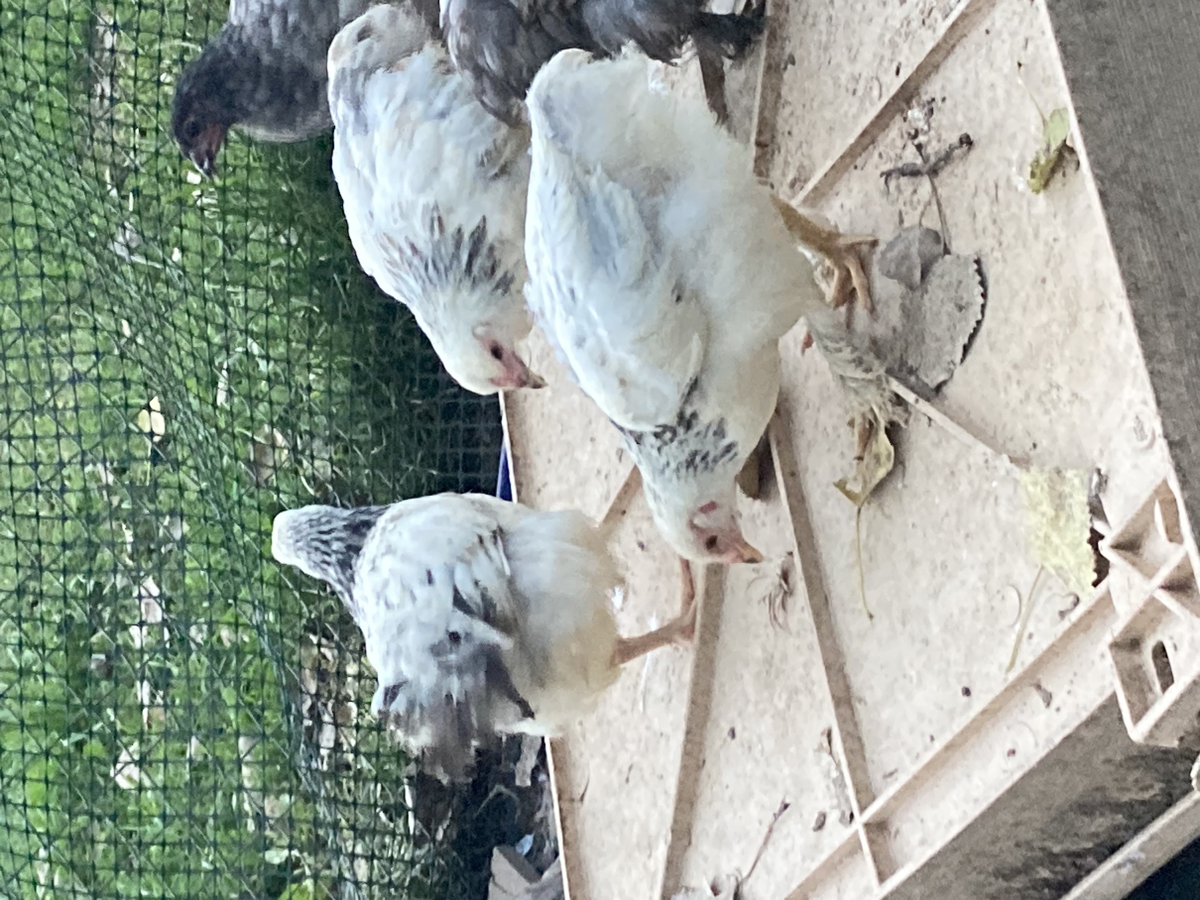 light Brahmas