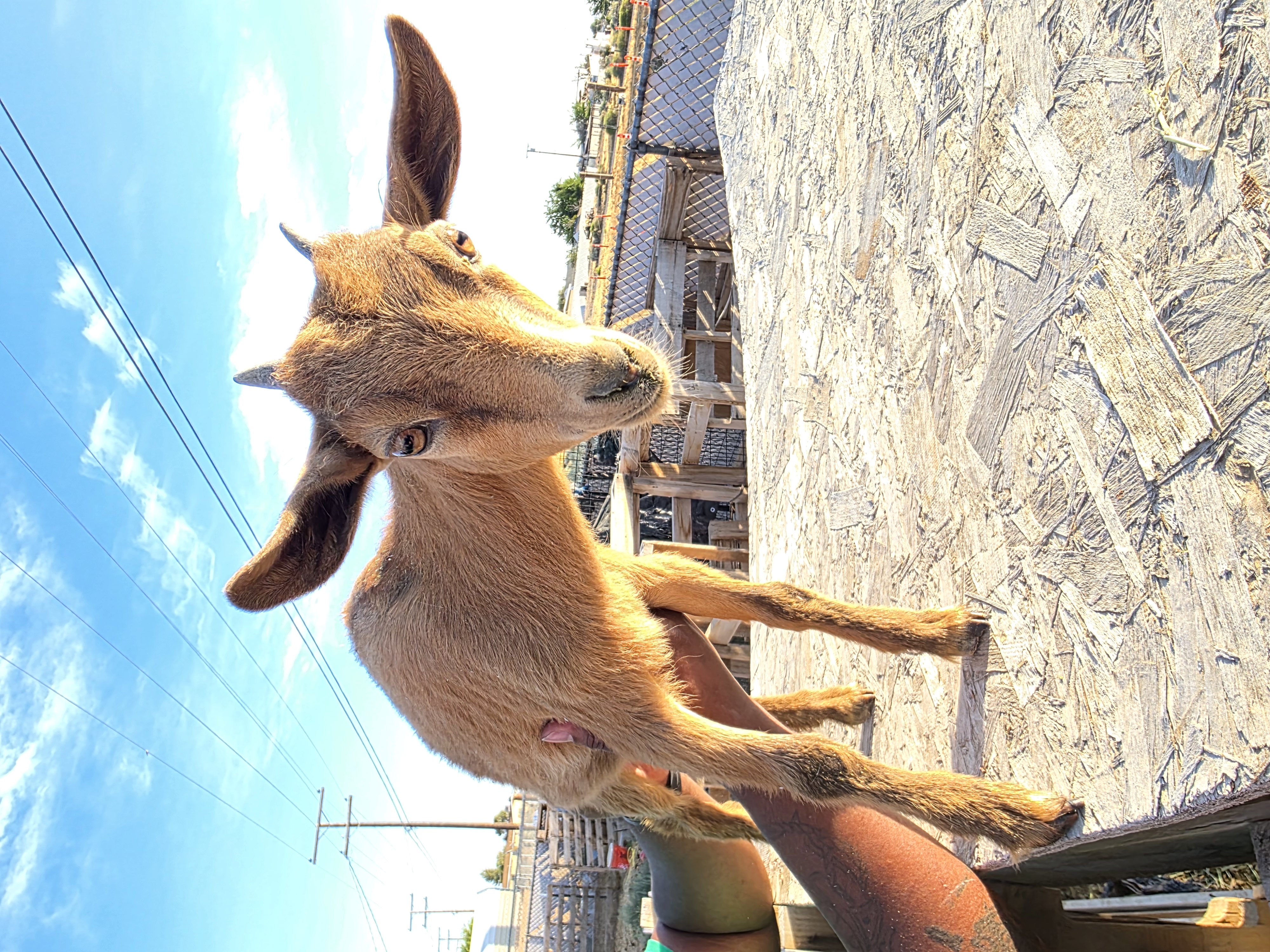 Nigerian dwarf goats 8 months