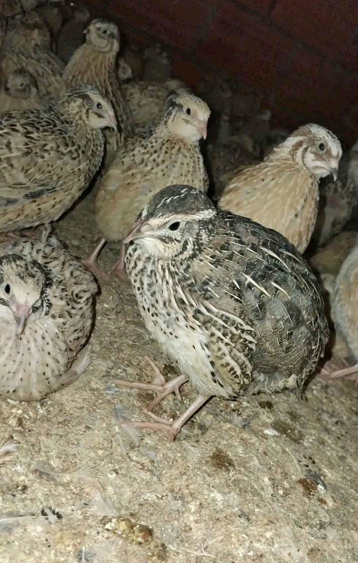 Quail Sale of quail and quail bones