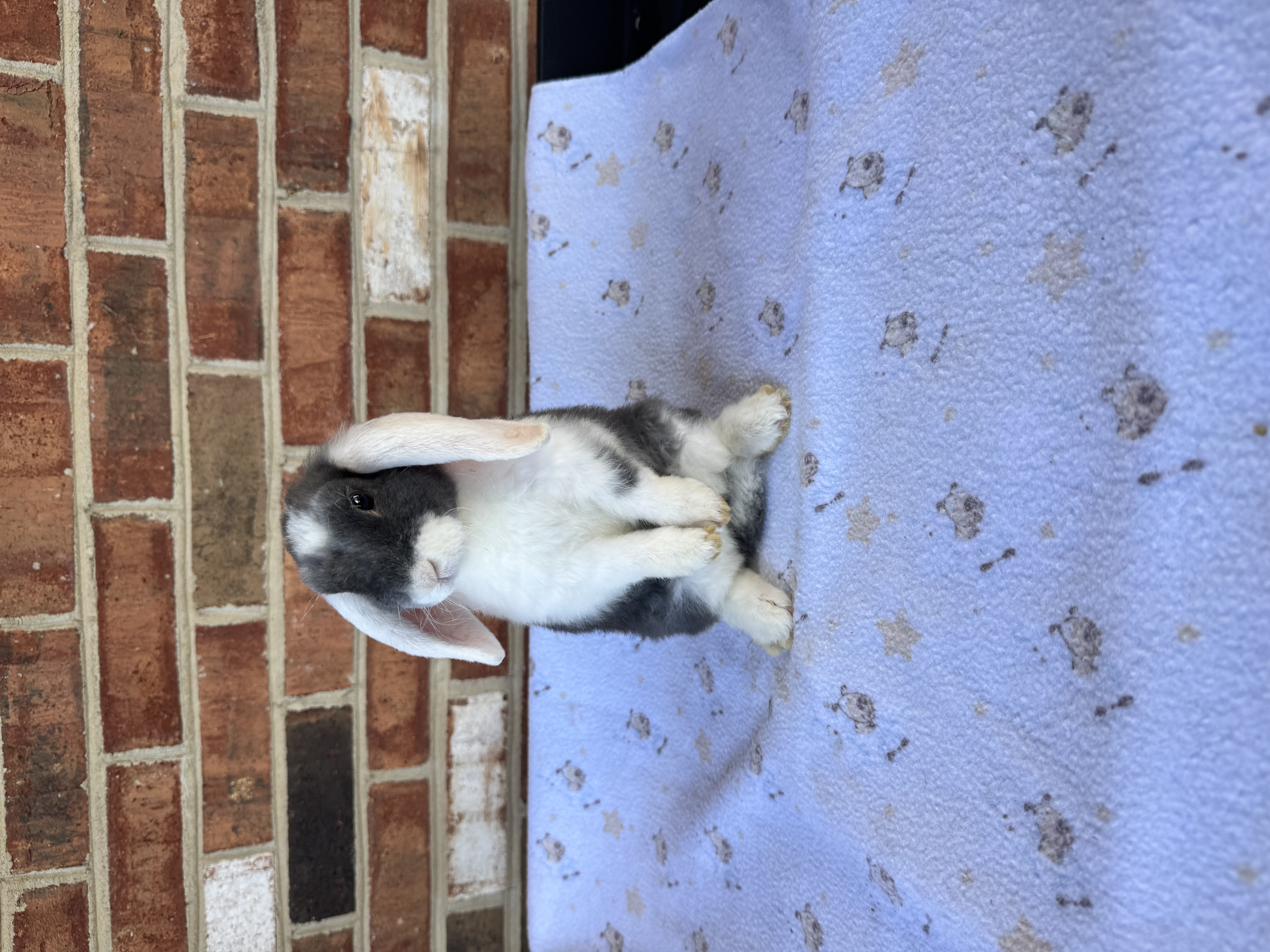 Pedigreed Mini Plush Lop Rabbits
