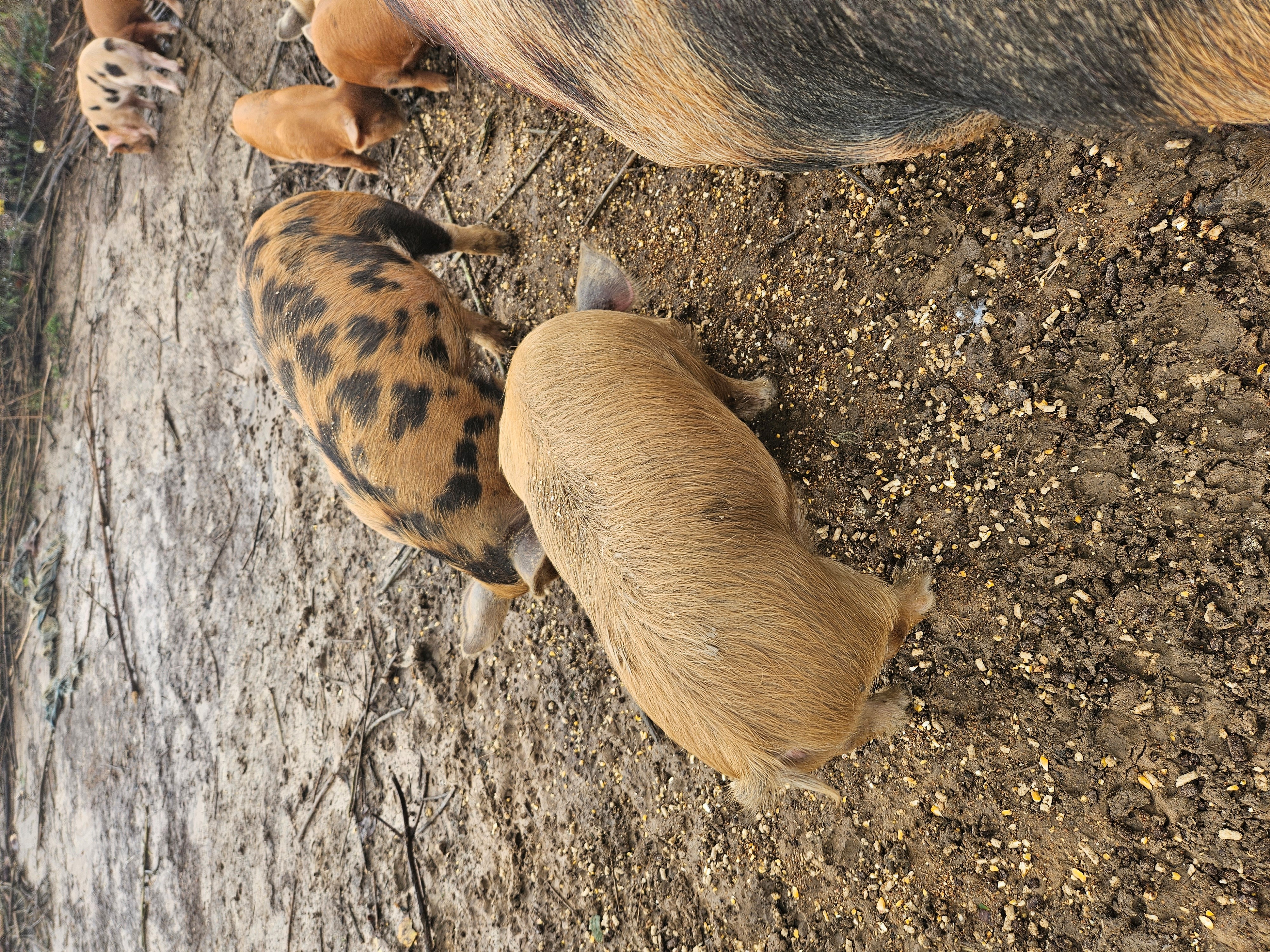 KuneKune Piglets