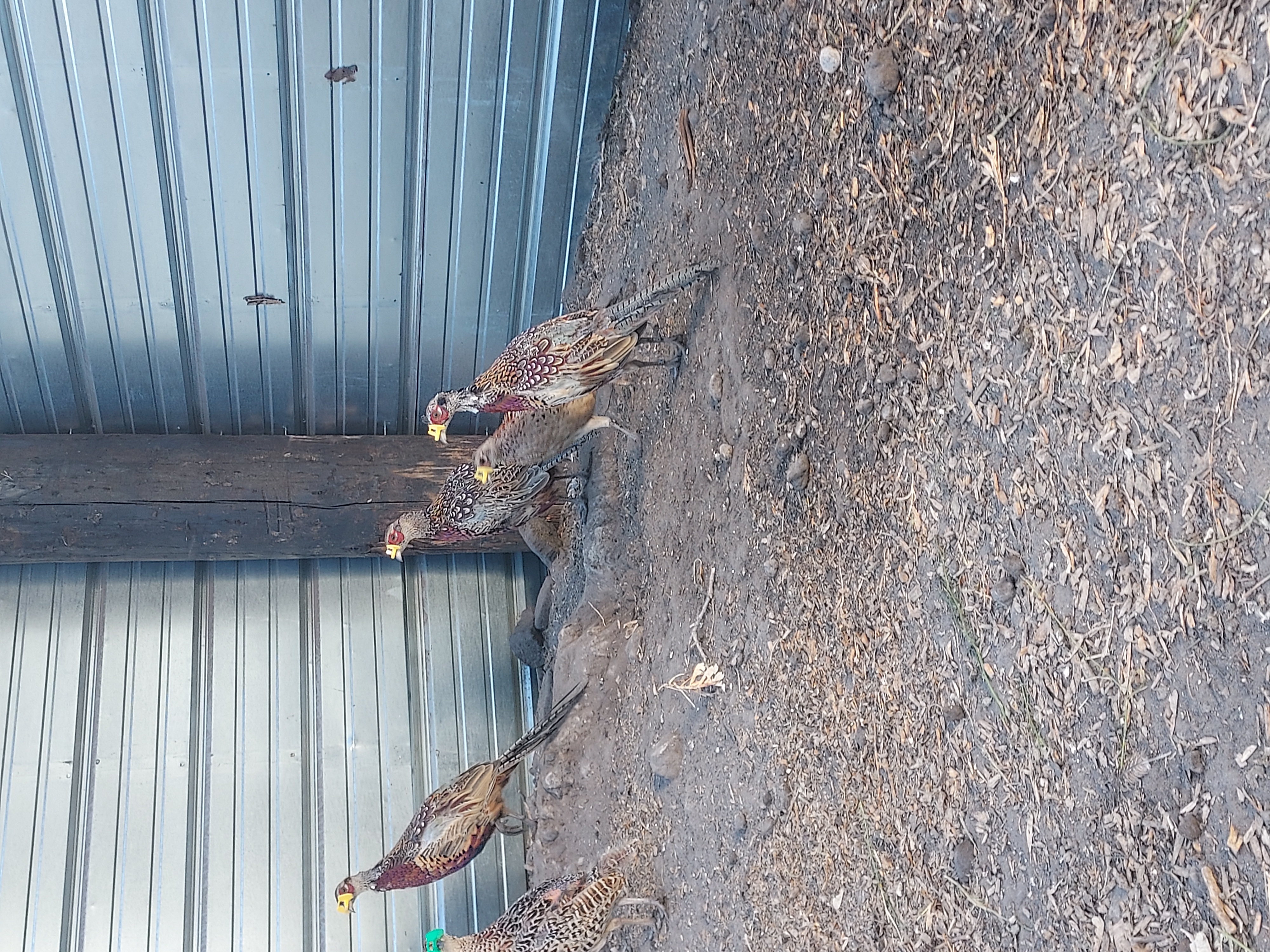 Ringneck Pheasants