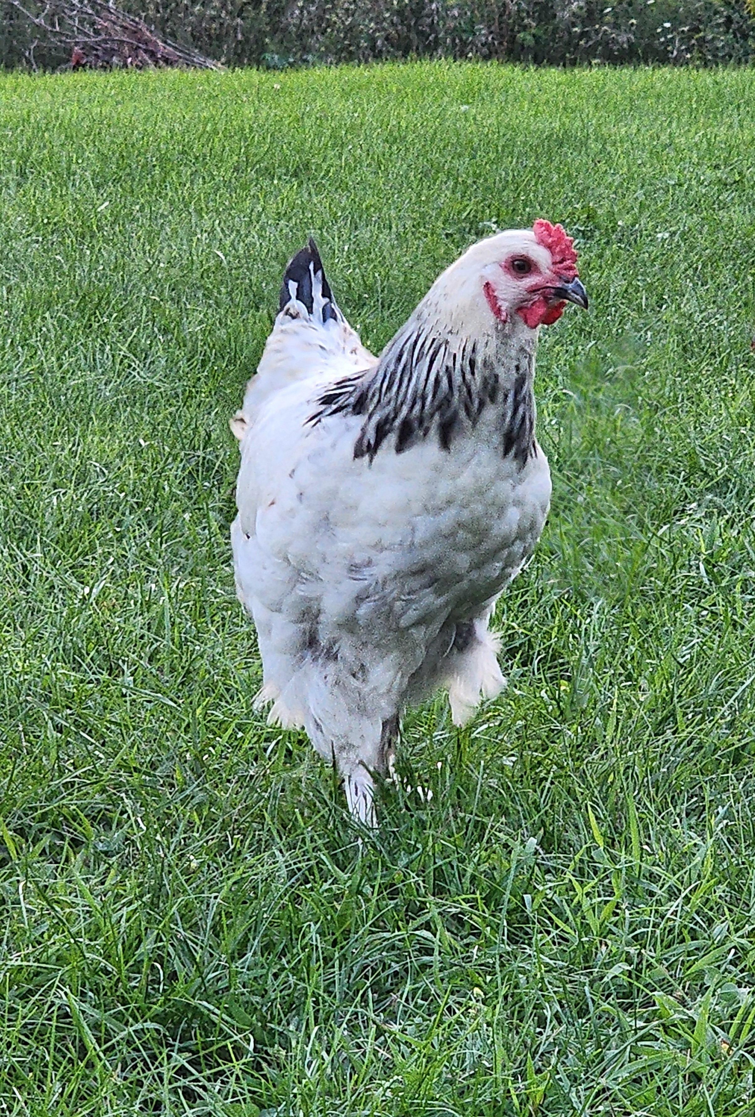 Young Rooster 13weeks old
