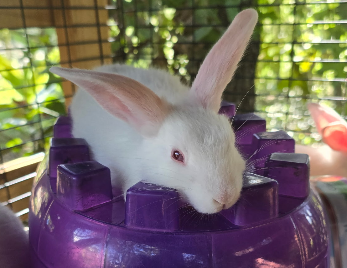 New Zealand Rabbits