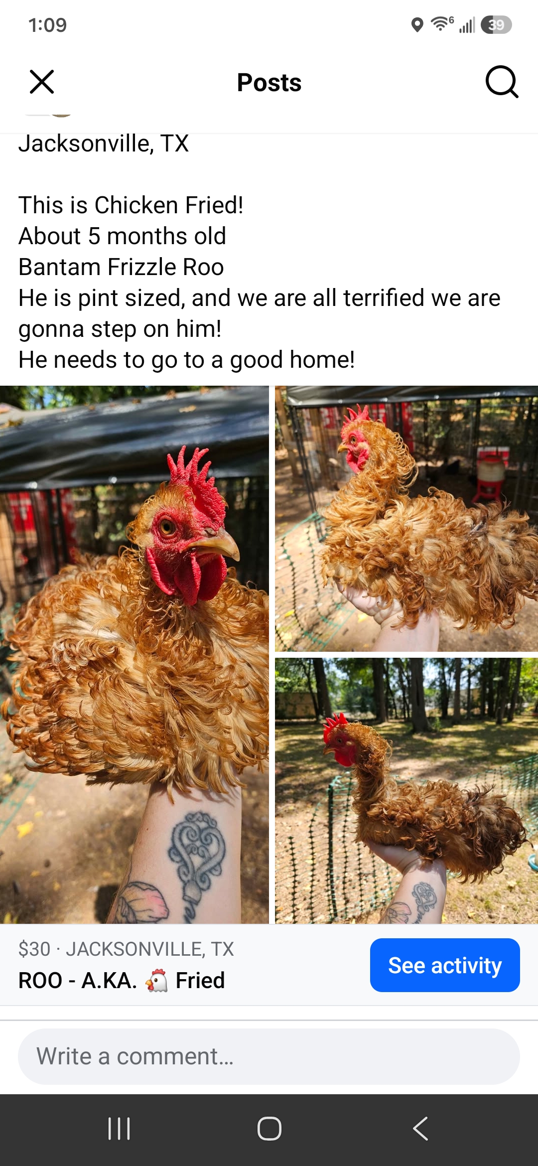 Frizzle Bantam Rooster