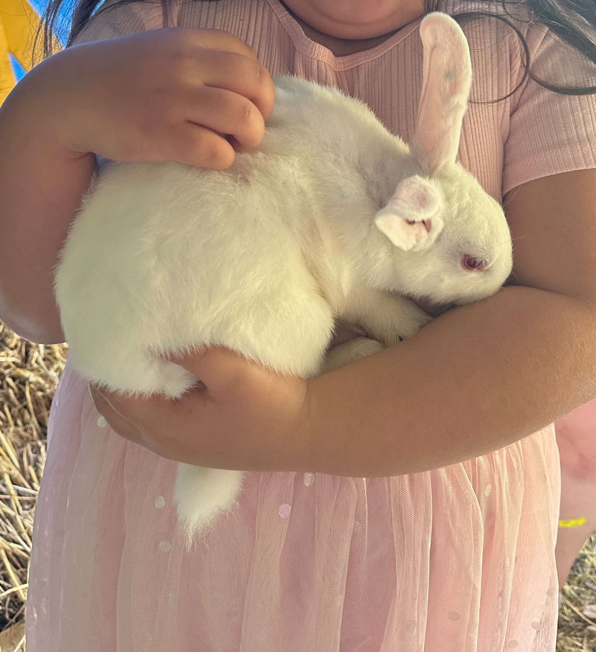 Pure Bred Tamuk REW commercial meat rabbit