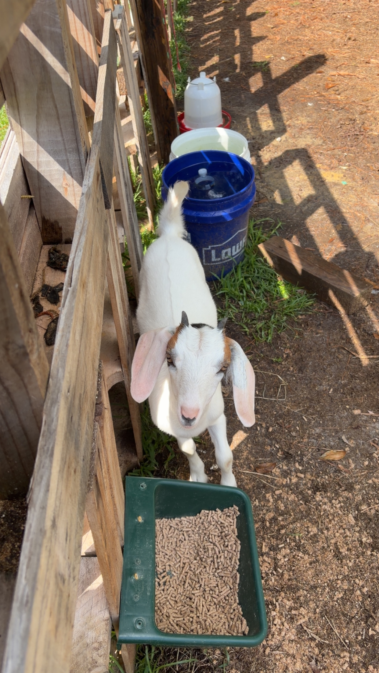 5 month old Nigerian Dwarf/Mini Nubian goats