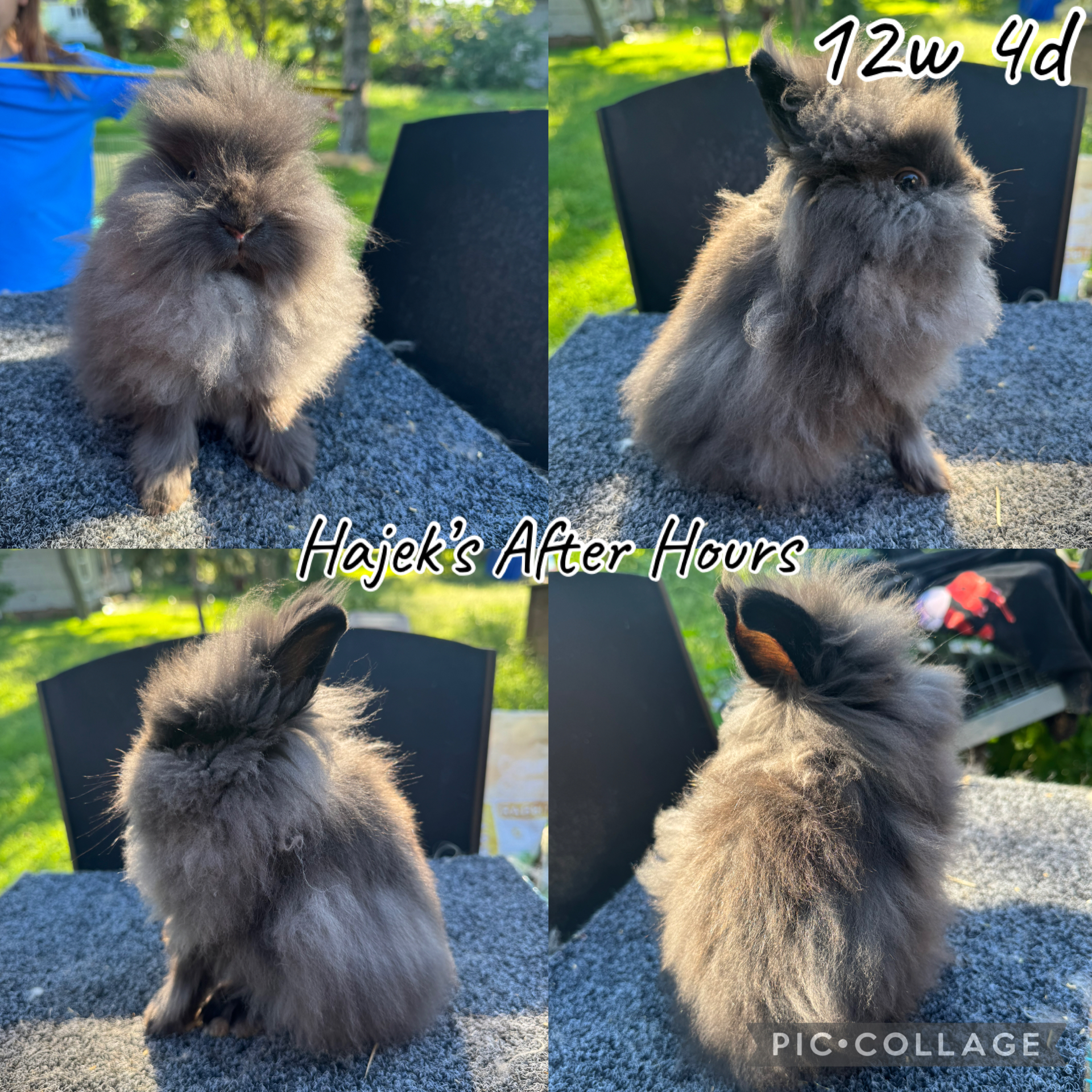 Lionhead Rabbits