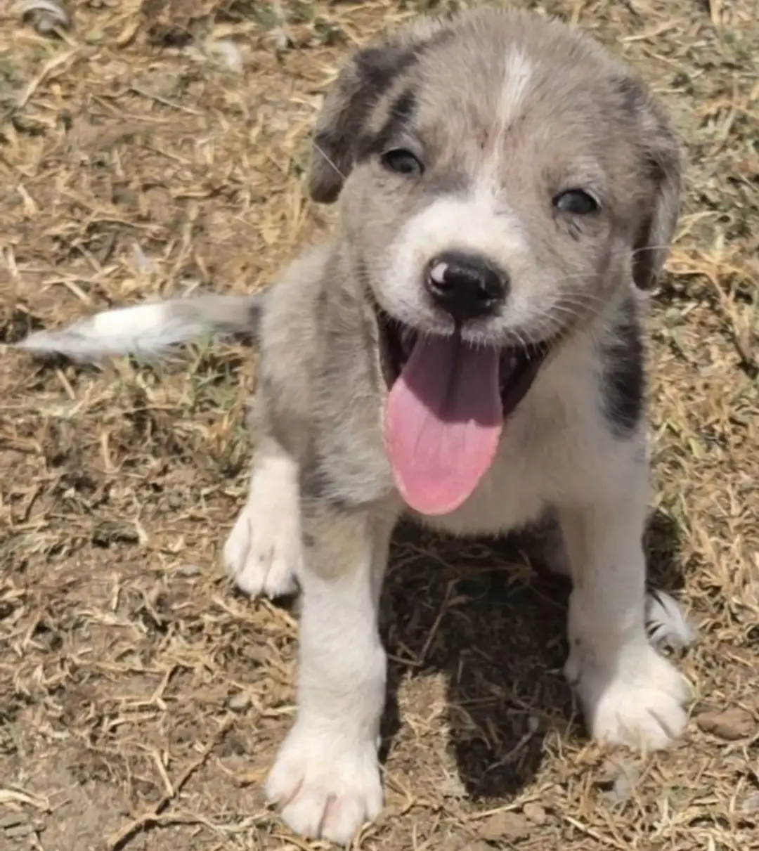 Pyrahoula Puppies