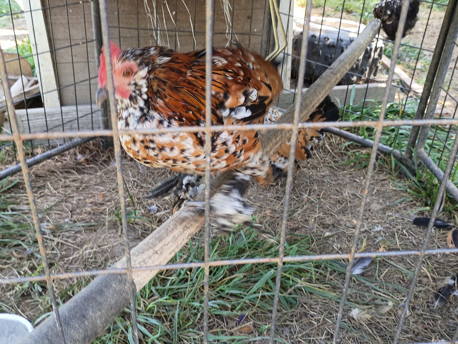 chickens