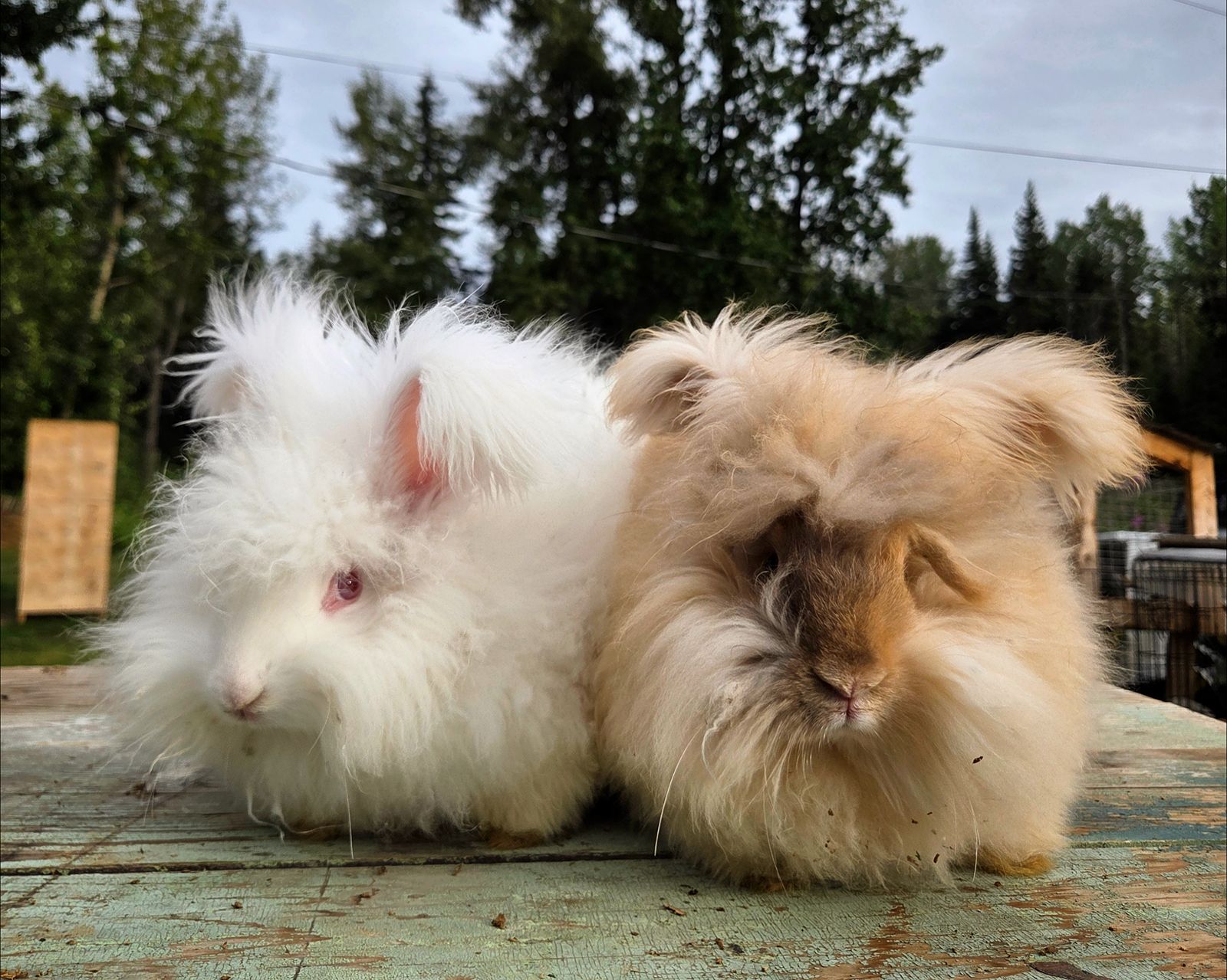 English Angora Buck