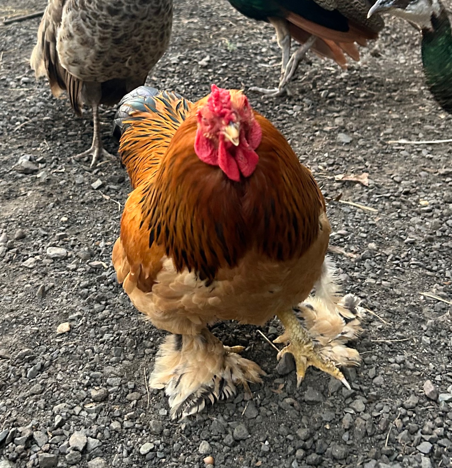 Buff Brahma bantam rooster