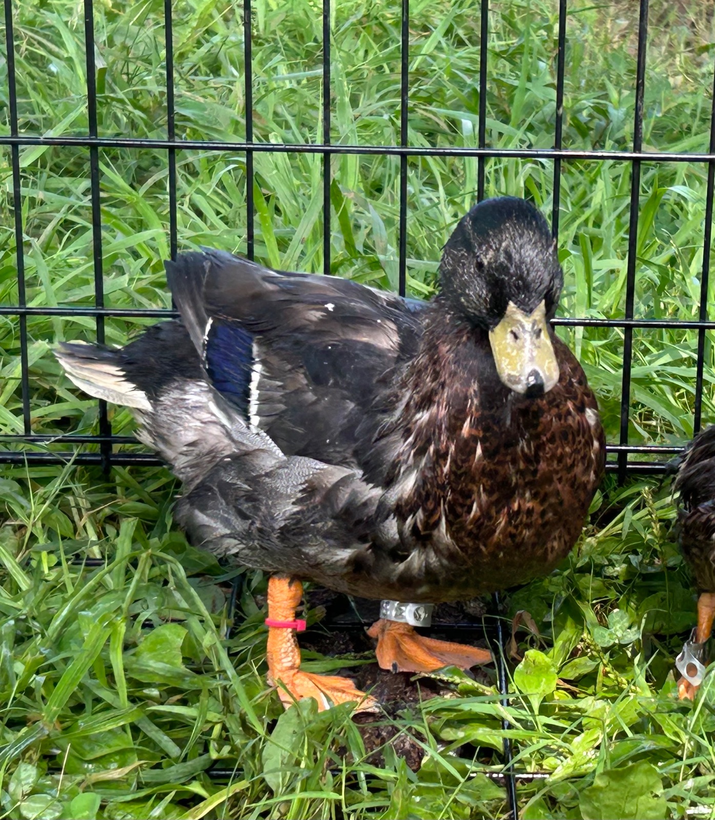 10 Call duck drakes