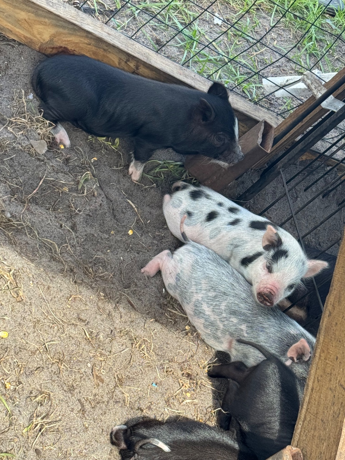 Mini Pigs